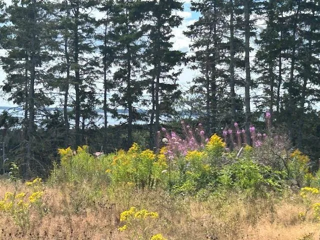 1185 247 Highway, Rockdale, NS B0E 3B0, ,Land,For Sale,247,202521608