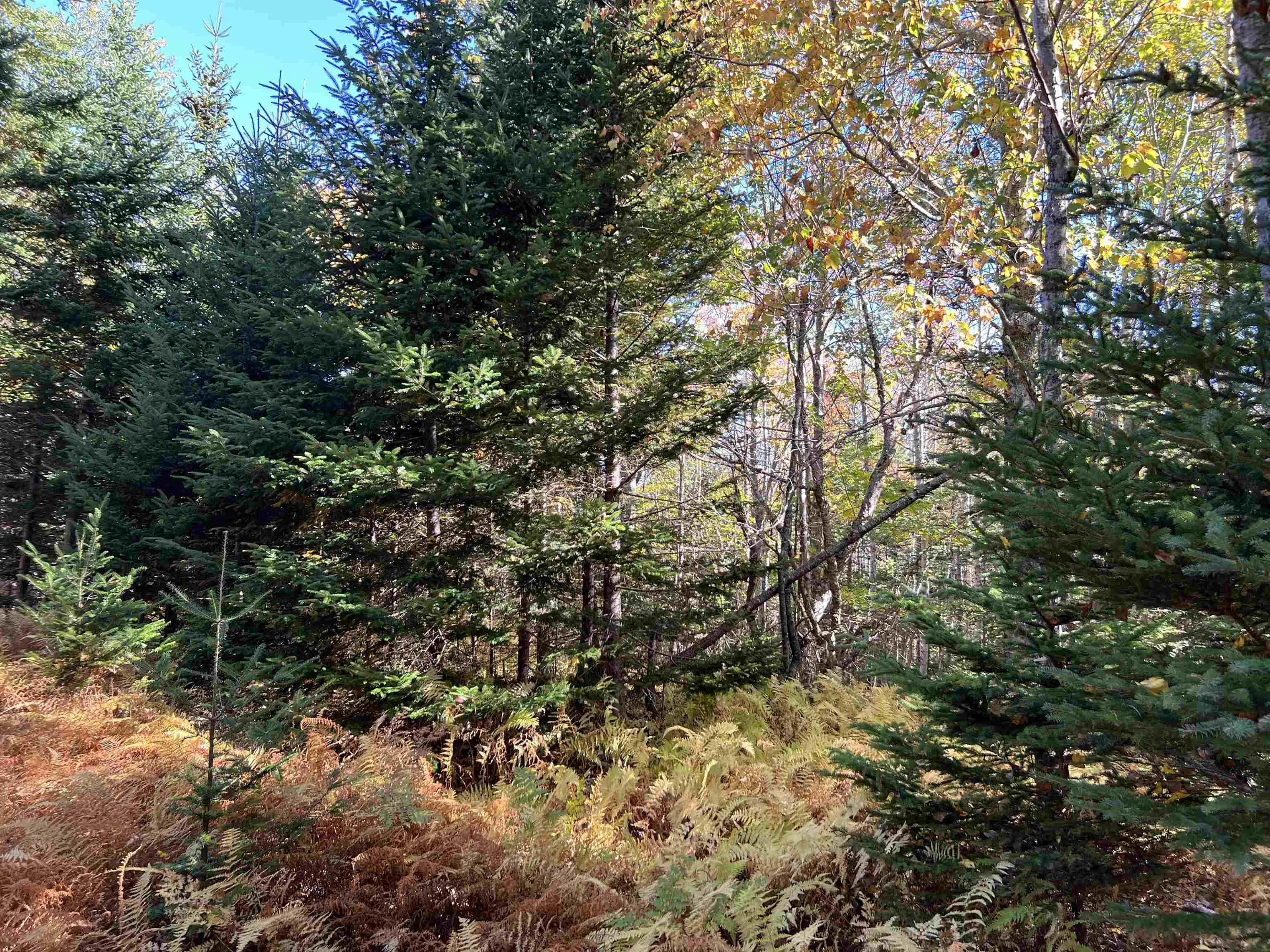 Lot Huey Lake Road, Mount Pleasant, NS B0R 1A0, ,Land,For Sale,Huey Lake Road,202525617