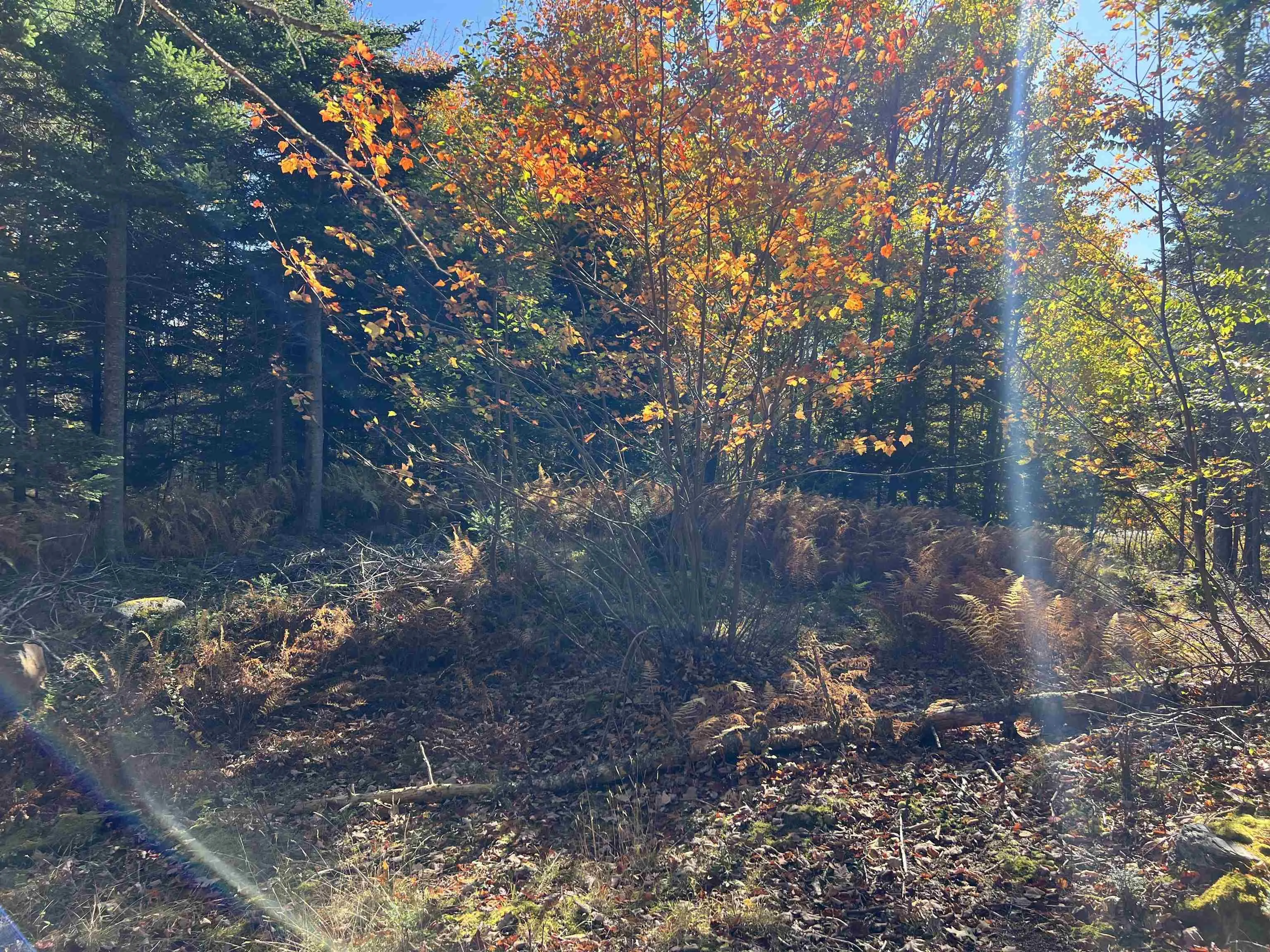 Lot Huey Lake Road, Mount Pleasant, NS B0R 1A0, ,Land,For Sale,Huey Lake Road,202525617