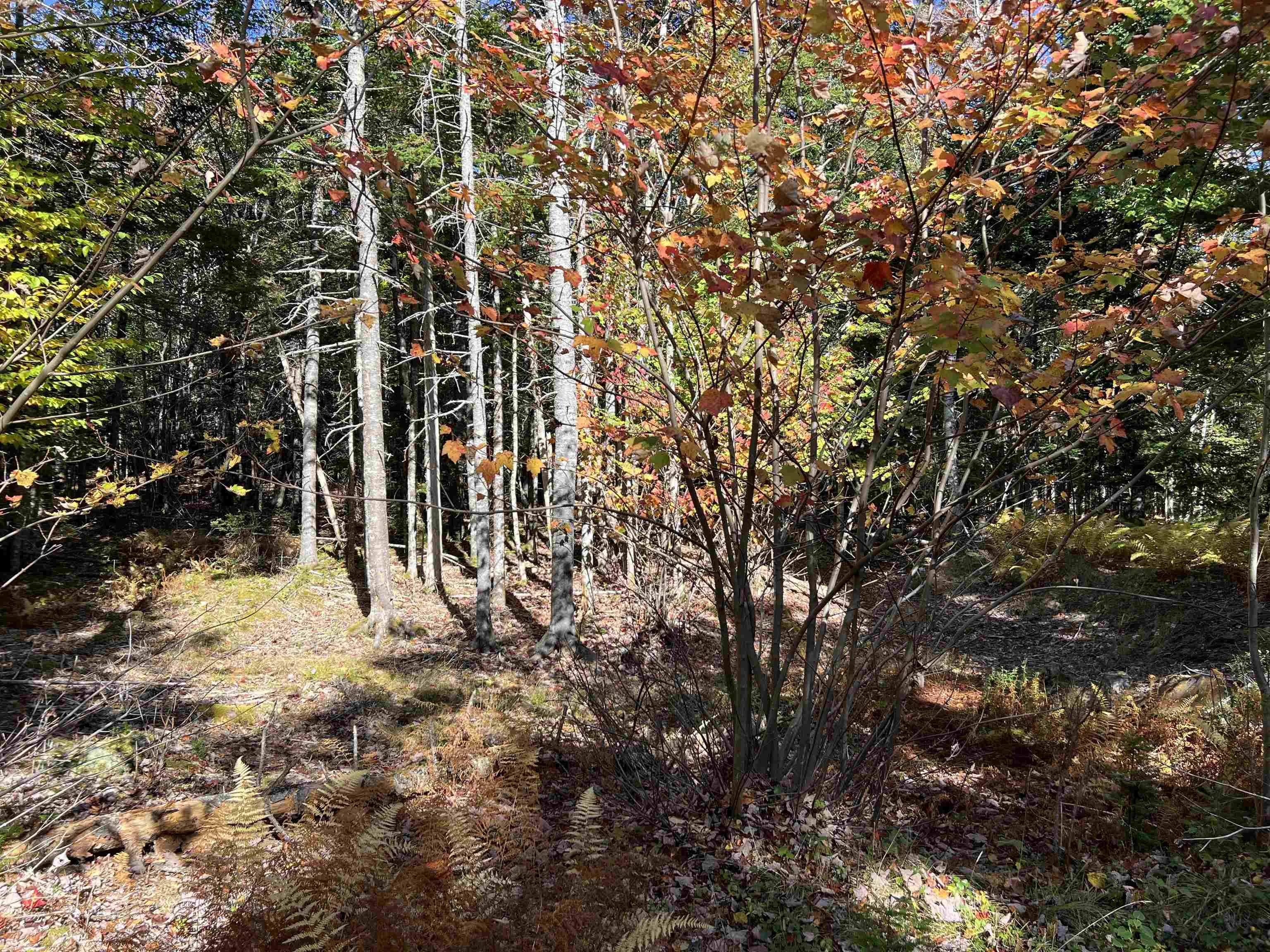 Lot Huey Lake Road, Mount Pleasant, NS B0R 1A0, ,Land,For Sale,Huey Lake Road,202525617