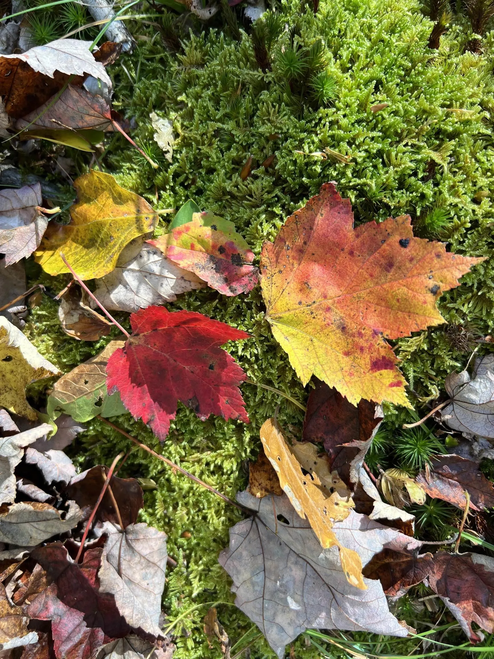 Lot Huey Lake Road, Mount Pleasant, NS B0R 1A0, ,Land,For Sale,Huey Lake Road,202525617