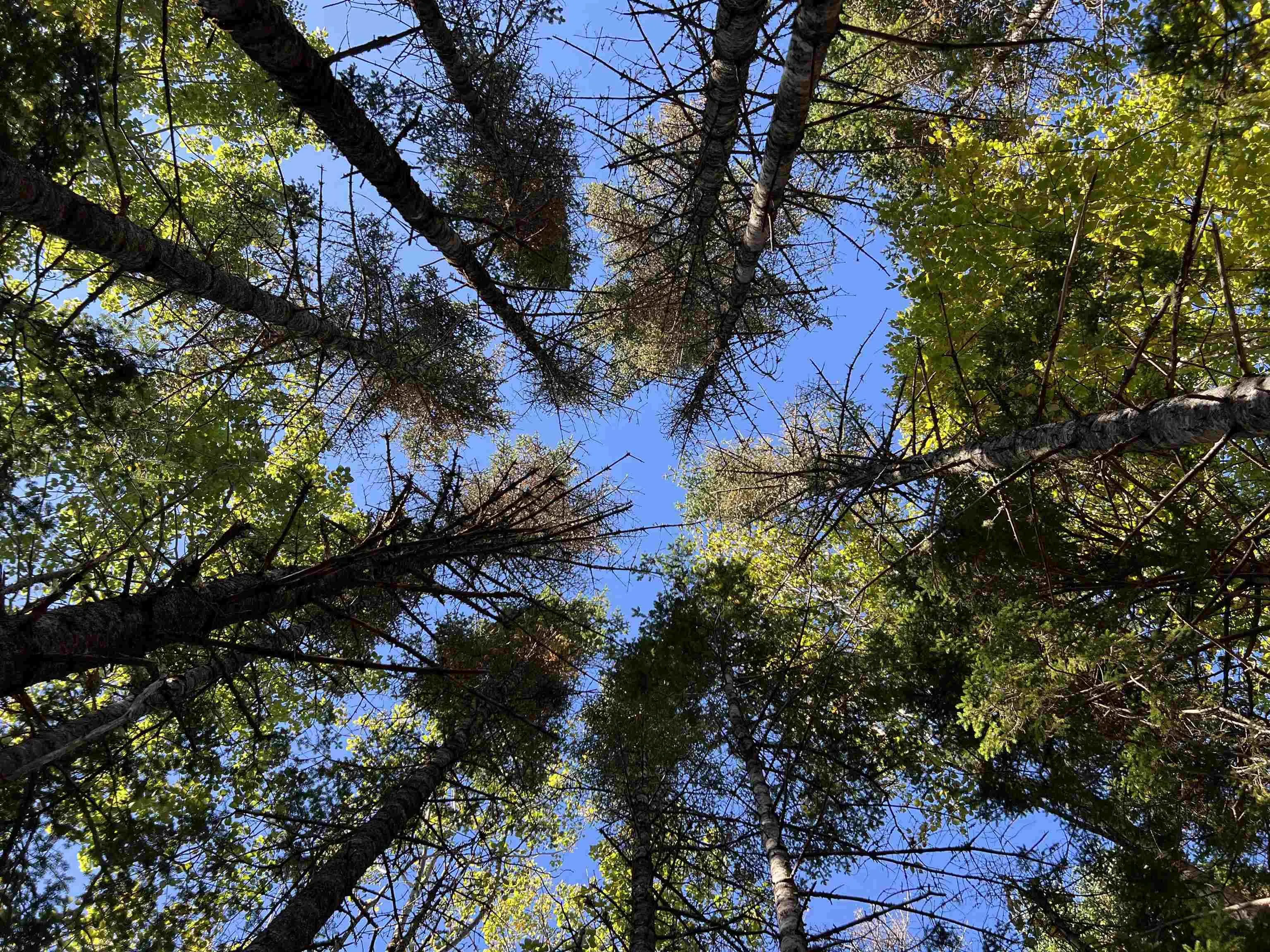Lot Huey Lake Road, Mount Pleasant, NS B0R 1A0, ,Land,For Sale,Huey Lake Road,202525617