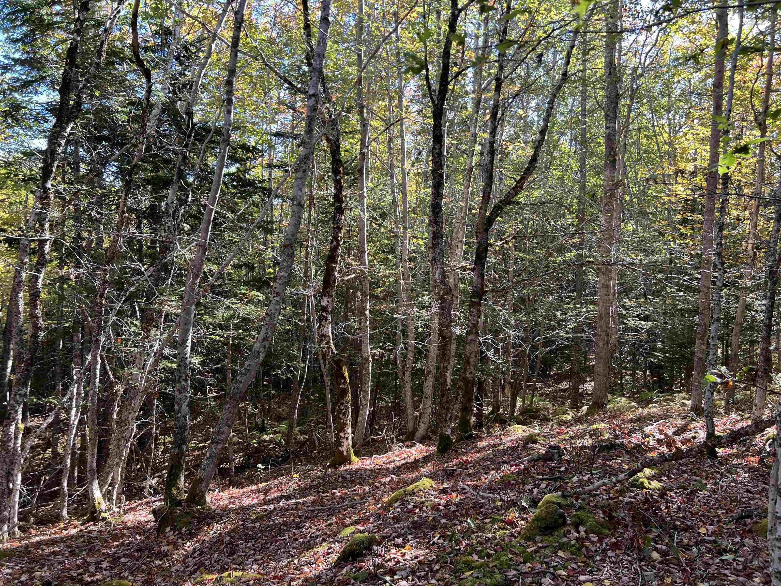 Lot Huey Lake Road, Mount Pleasant, NS B0R 1A0, ,Land,For Sale,Huey Lake Road,202525617