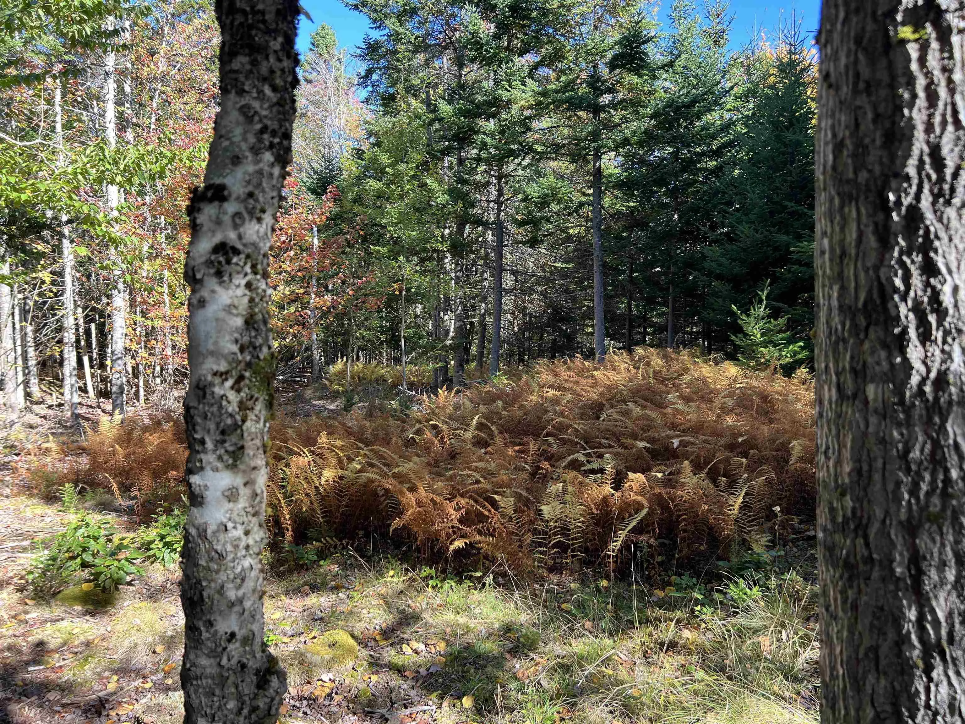 Lot Huey Lake Road, Mount Pleasant, NS B0R 1A0, ,Land,For Sale,Huey Lake Road,202525617