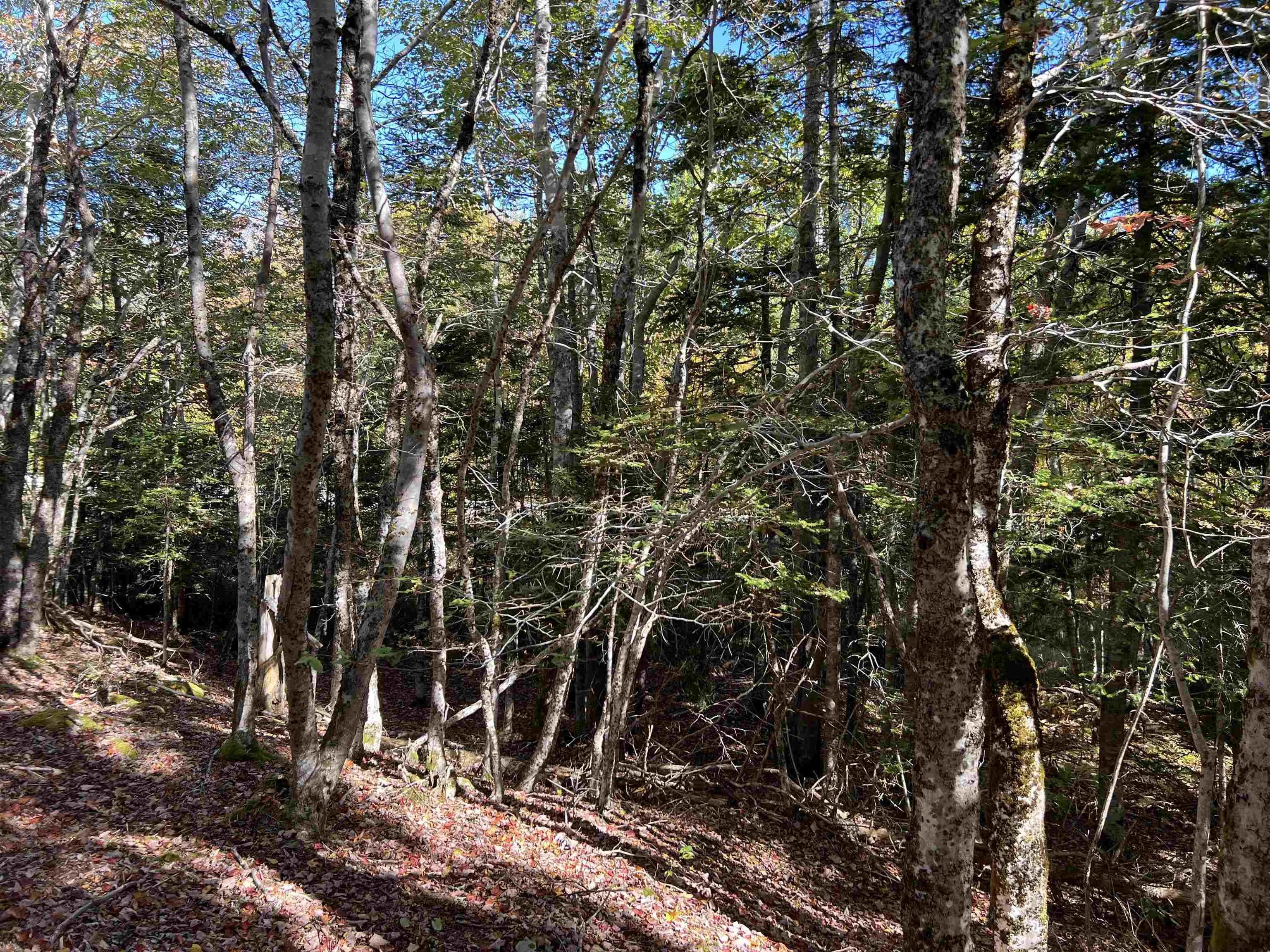Lot Huey Lake Road, Mount Pleasant, NS B0R 1A0, ,Land,For Sale,Huey Lake Road,202525617
