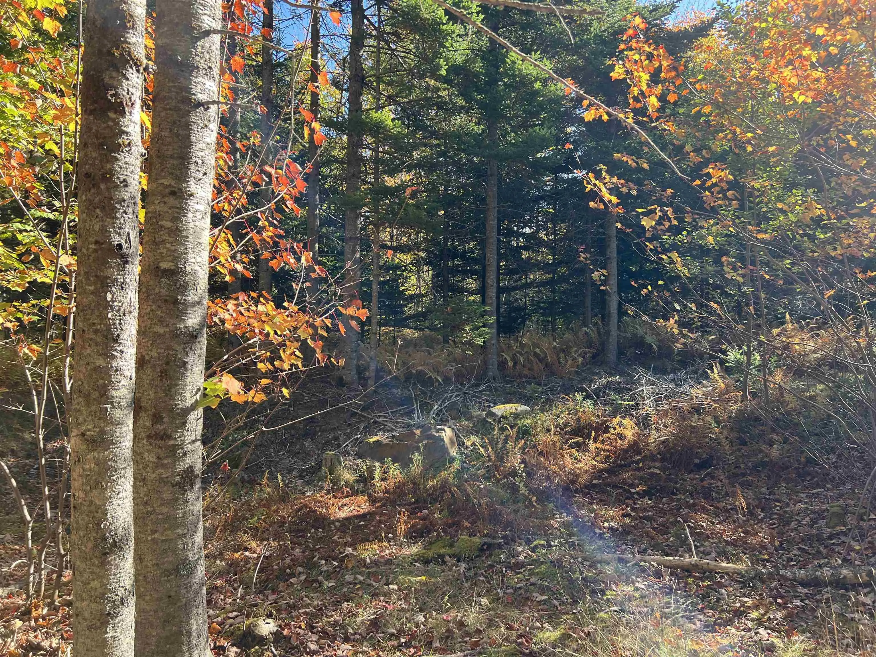 Lot Huey Lake Road, Mount Pleasant, NS B0R 1A0, ,Land,For Sale,Huey Lake Road,202525617
