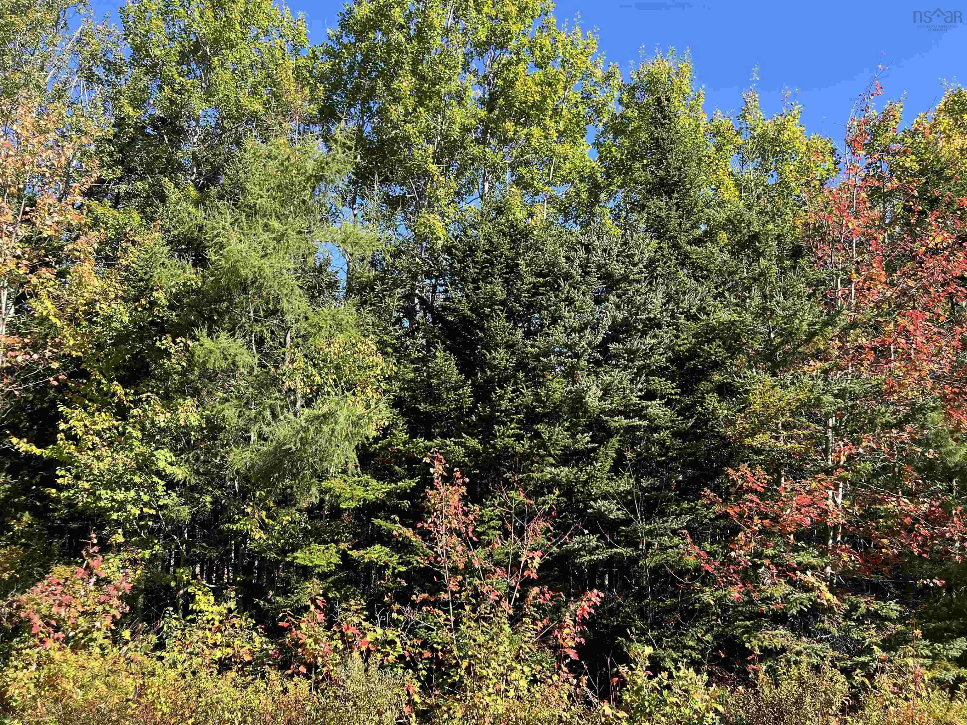 Lot Huey Lake Road, Mount Pleasant, NS B0R 1A0, ,Land,For Sale,Huey Lake Road,202525617