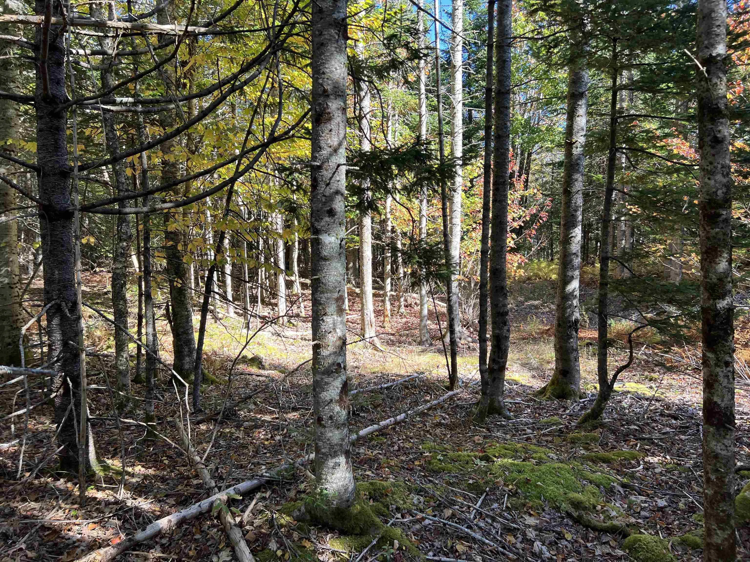 Lot Huey Lake Road, Mount Pleasant, NS B0R 1A0, ,Land,For Sale,Huey Lake Road,202525617
