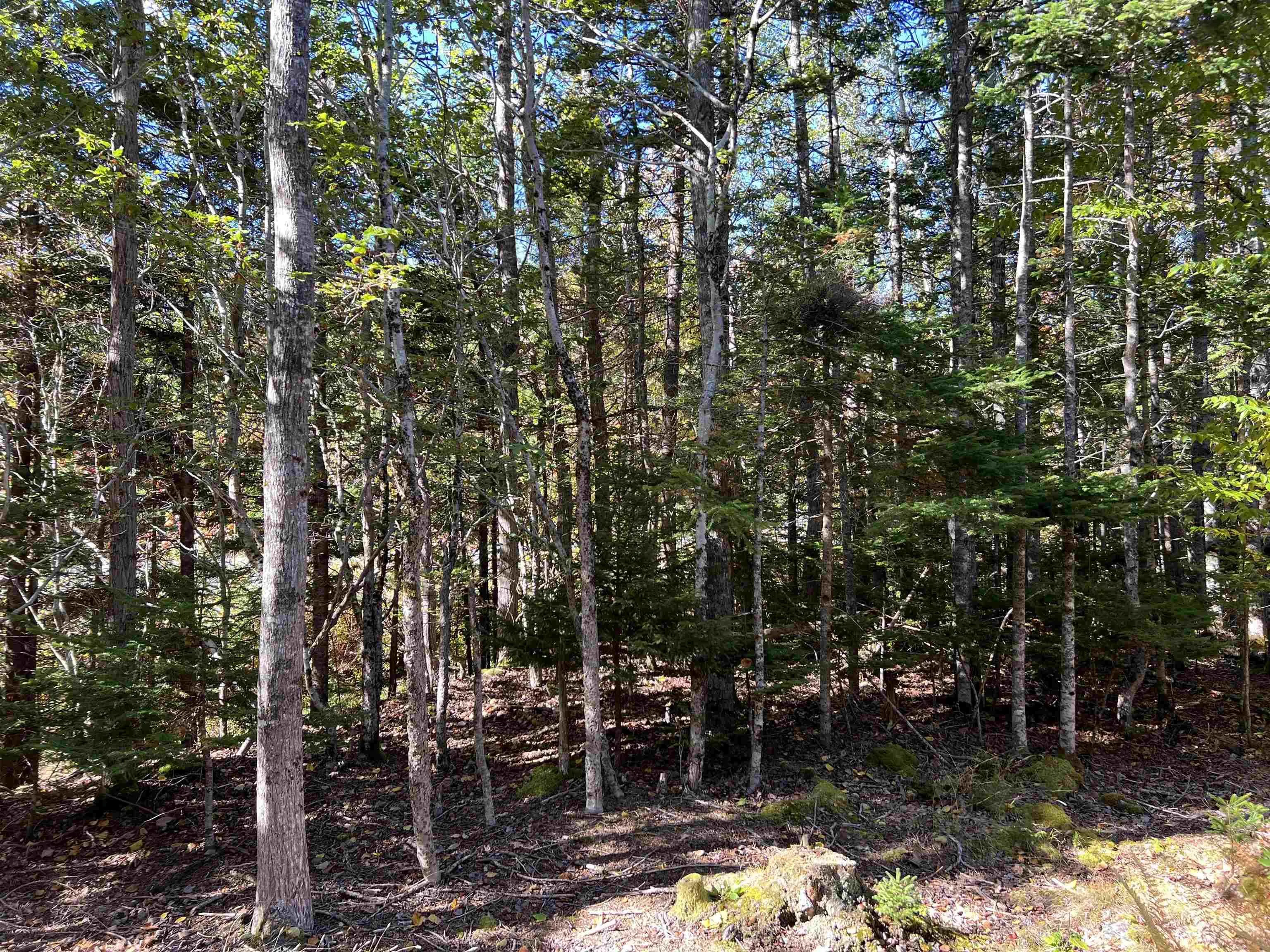 Lot Huey Lake Road, Mount Pleasant, NS B0R 1A0, ,Land,For Sale,Huey Lake Road,202525617