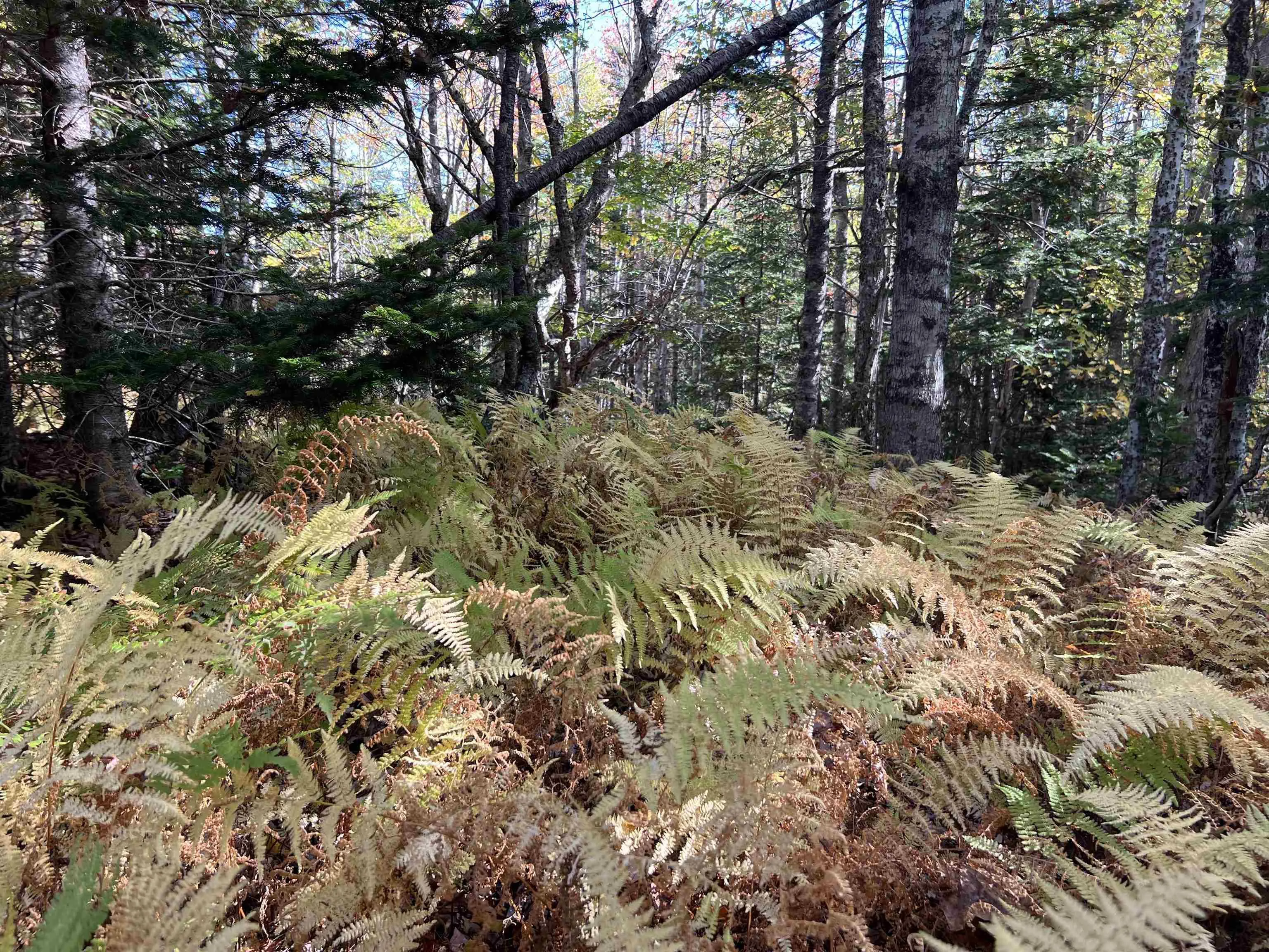 Lot Huey Lake Road, Mount Pleasant, NS B0R 1A0, ,Land,For Sale,Huey Lake Road,202525617