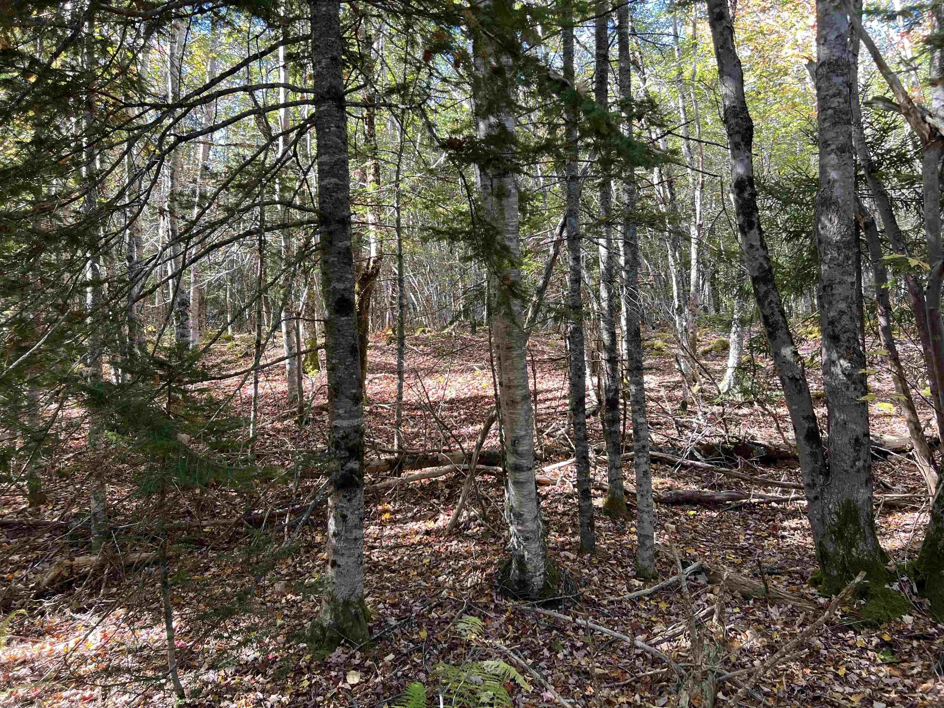 Lot Huey Lake Road, Mount Pleasant, NS B0R 1A0, ,Land,For Sale,Huey Lake Road,202525617
