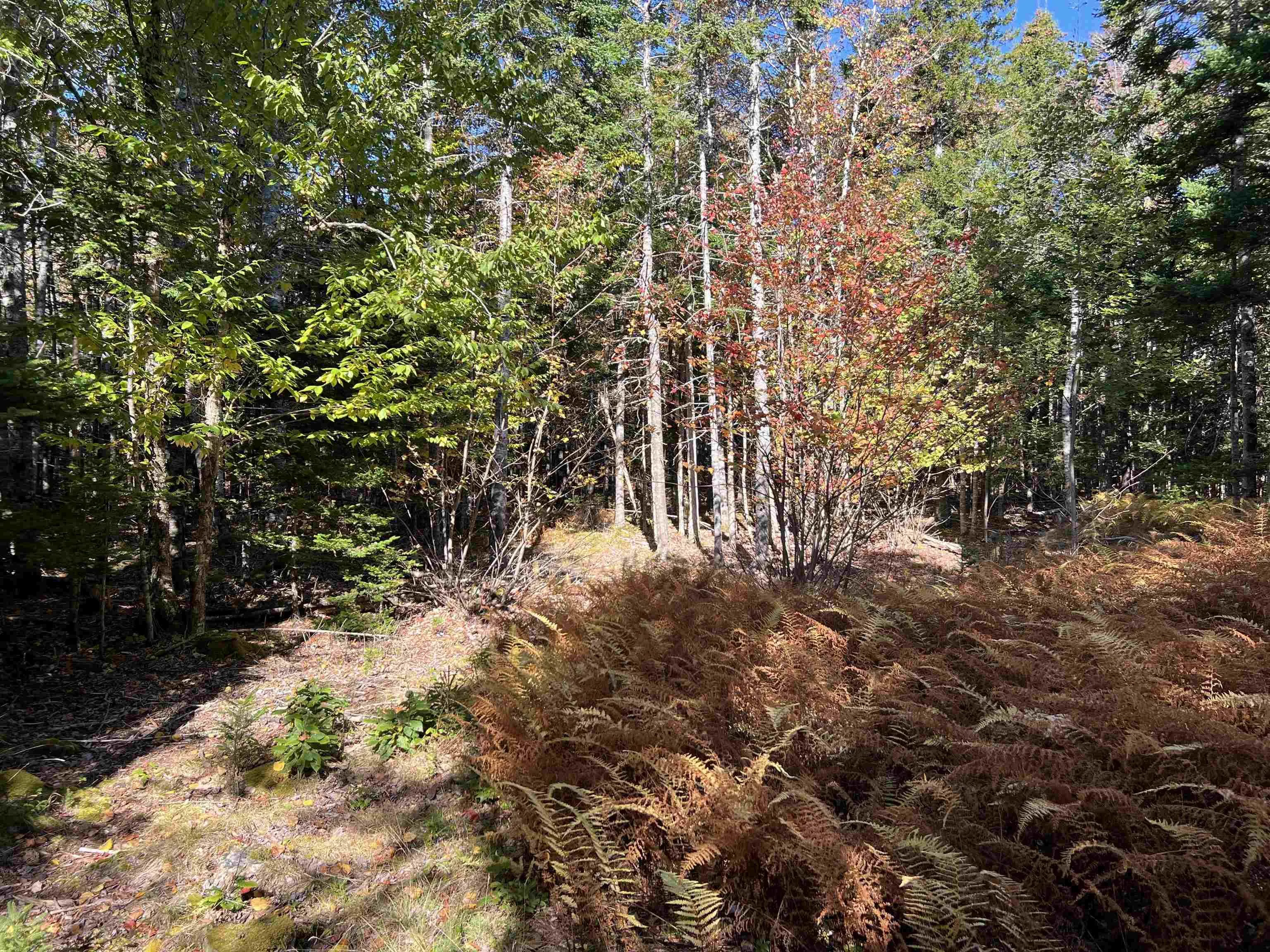 Lot Huey Lake Road, Mount Pleasant, NS B0R 1A0, ,Land,For Sale,Huey Lake Road,202525617