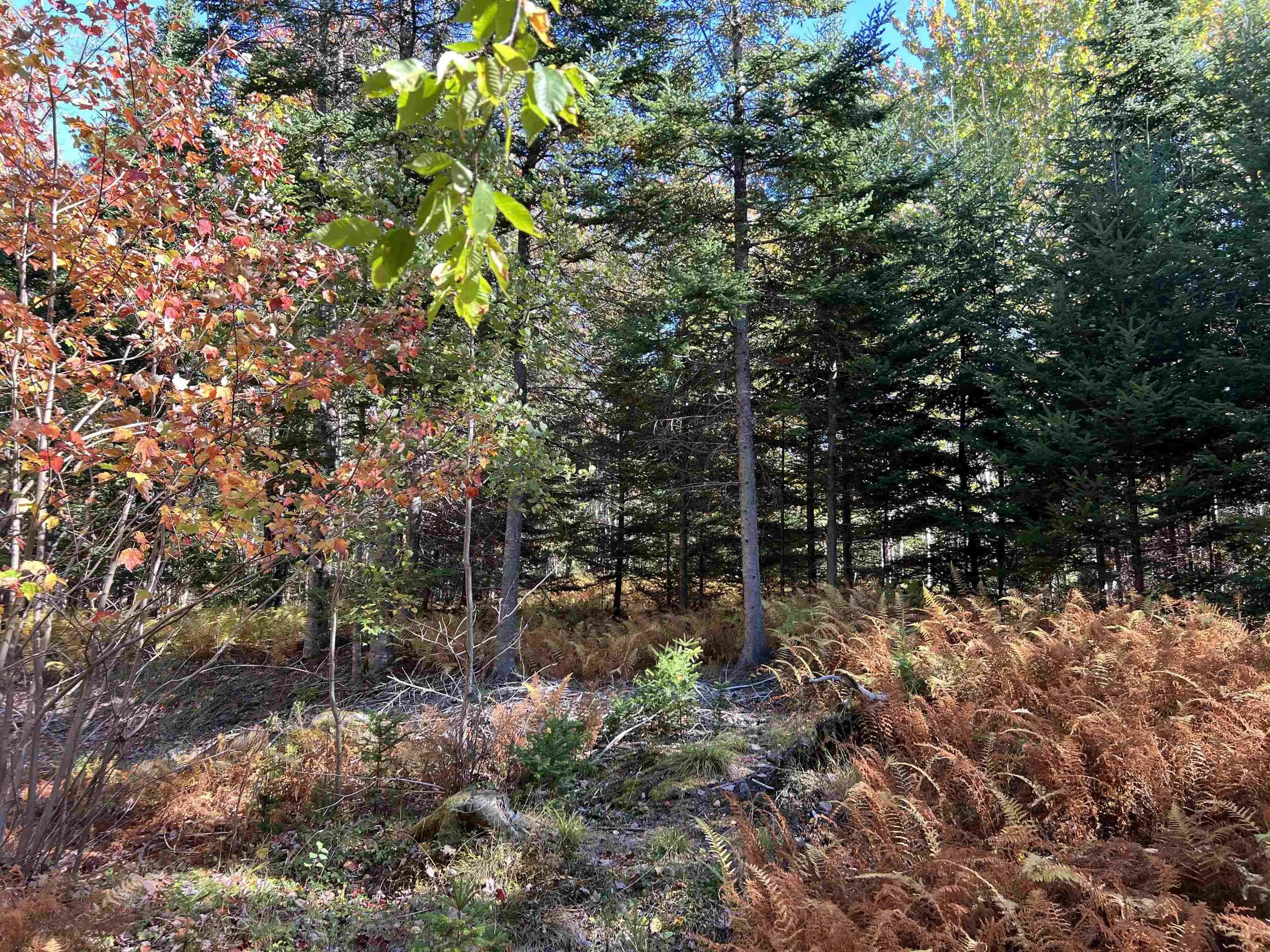 Lot Huey Lake Road, Mount Pleasant, NS B0R 1A0, ,Land,For Sale,Huey Lake Road,202525617