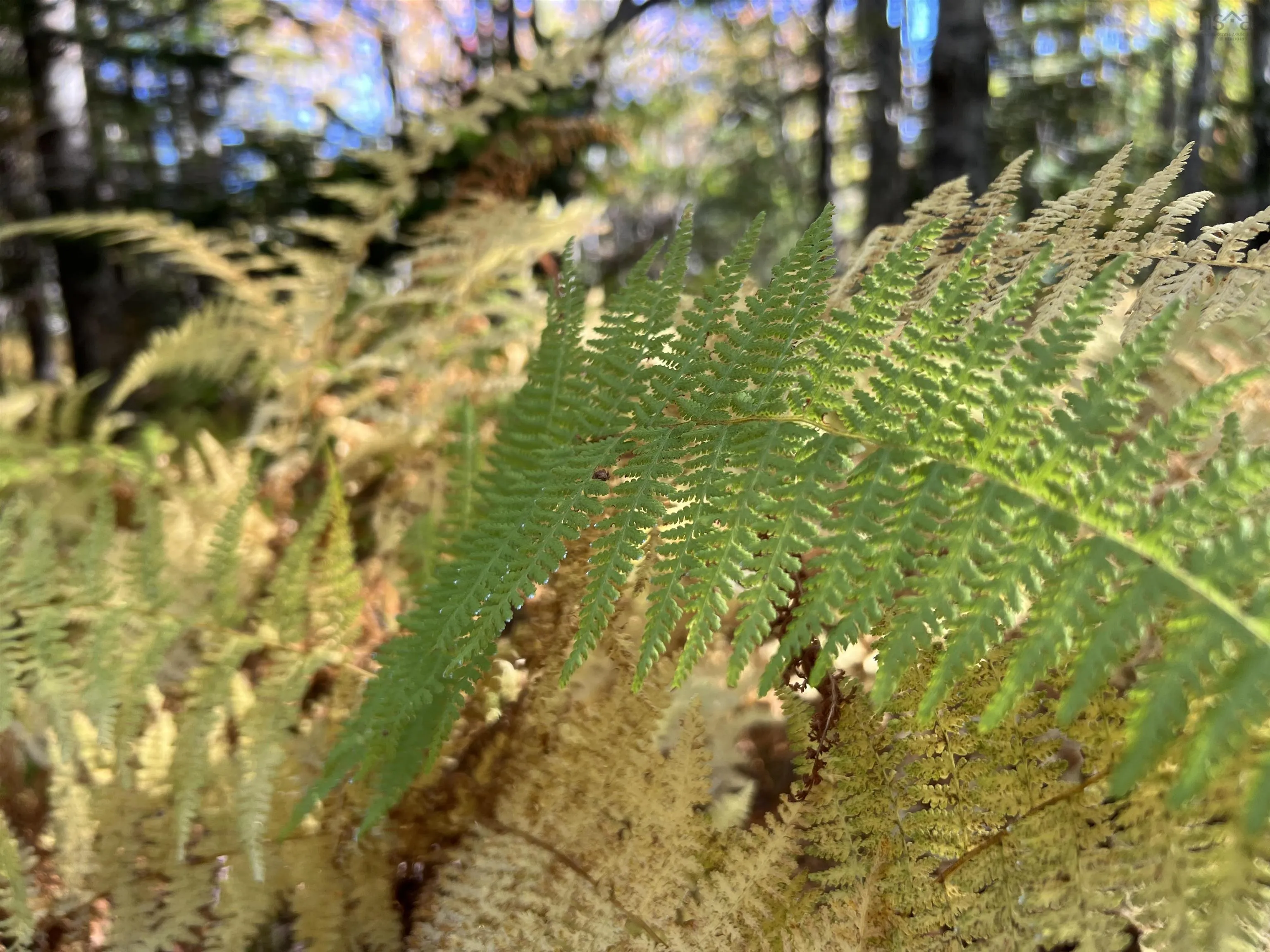 Lot Huey Lake Road, Mount Pleasant, NS B0R 1A0, ,Land,For Sale,Huey Lake Road,202525617