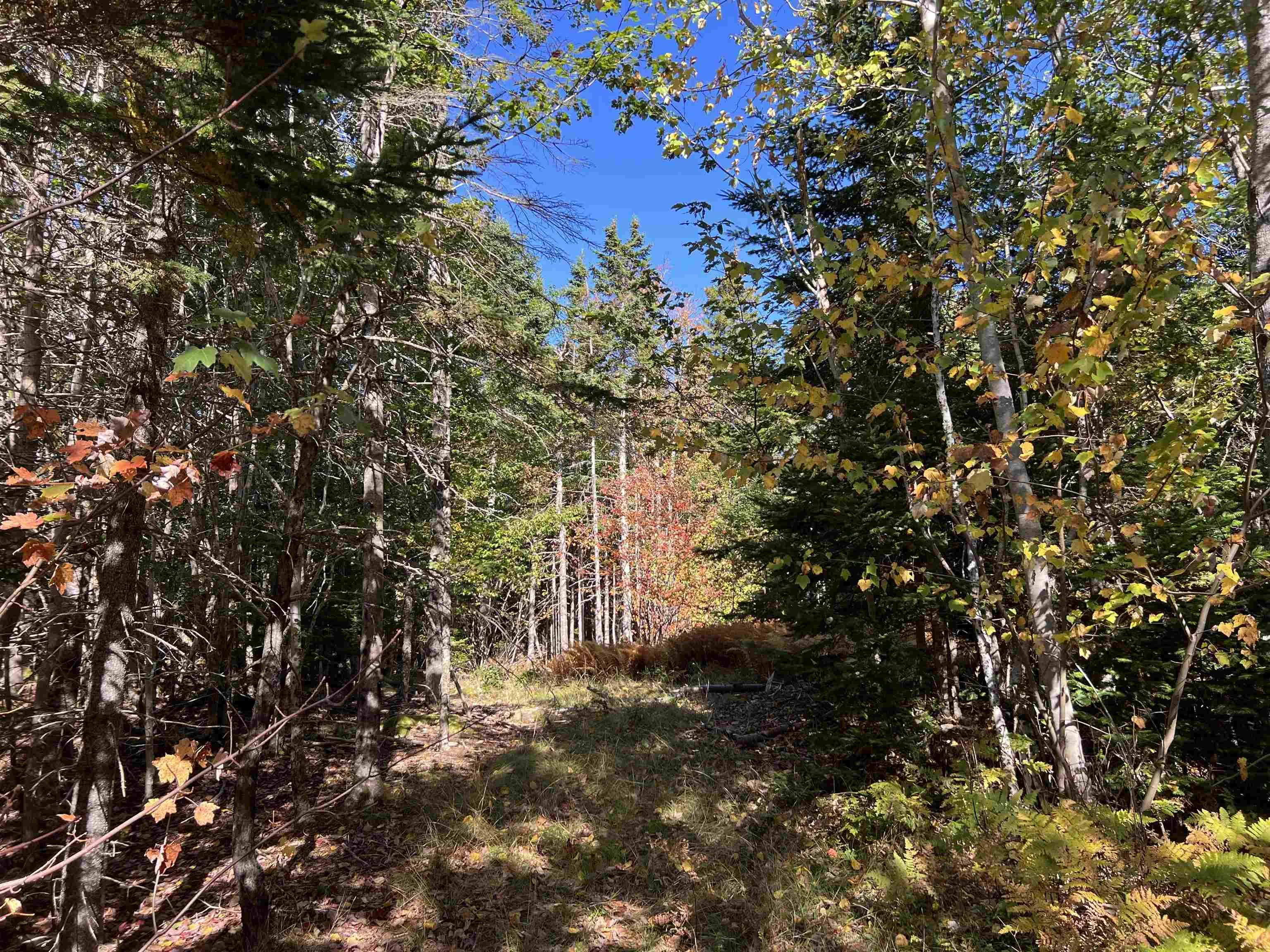 Lot Huey Lake Road, Mount Pleasant, NS B0R 1A0, ,Land,For Sale,Huey Lake Road,202525617
