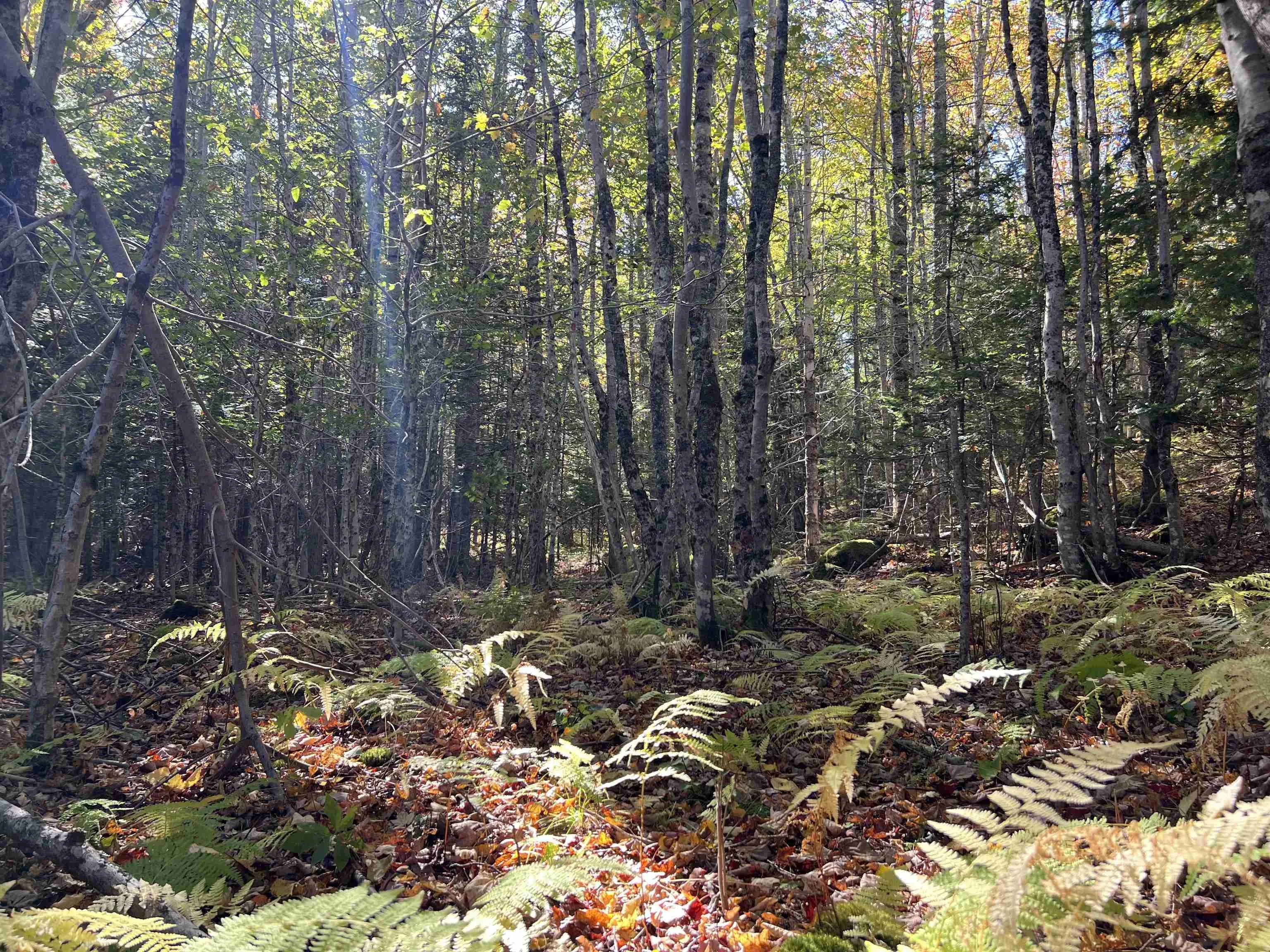 Lot Huey Lake Road, Mount Pleasant, NS B0R 1A0, ,Land,For Sale,Huey Lake Road,202525617