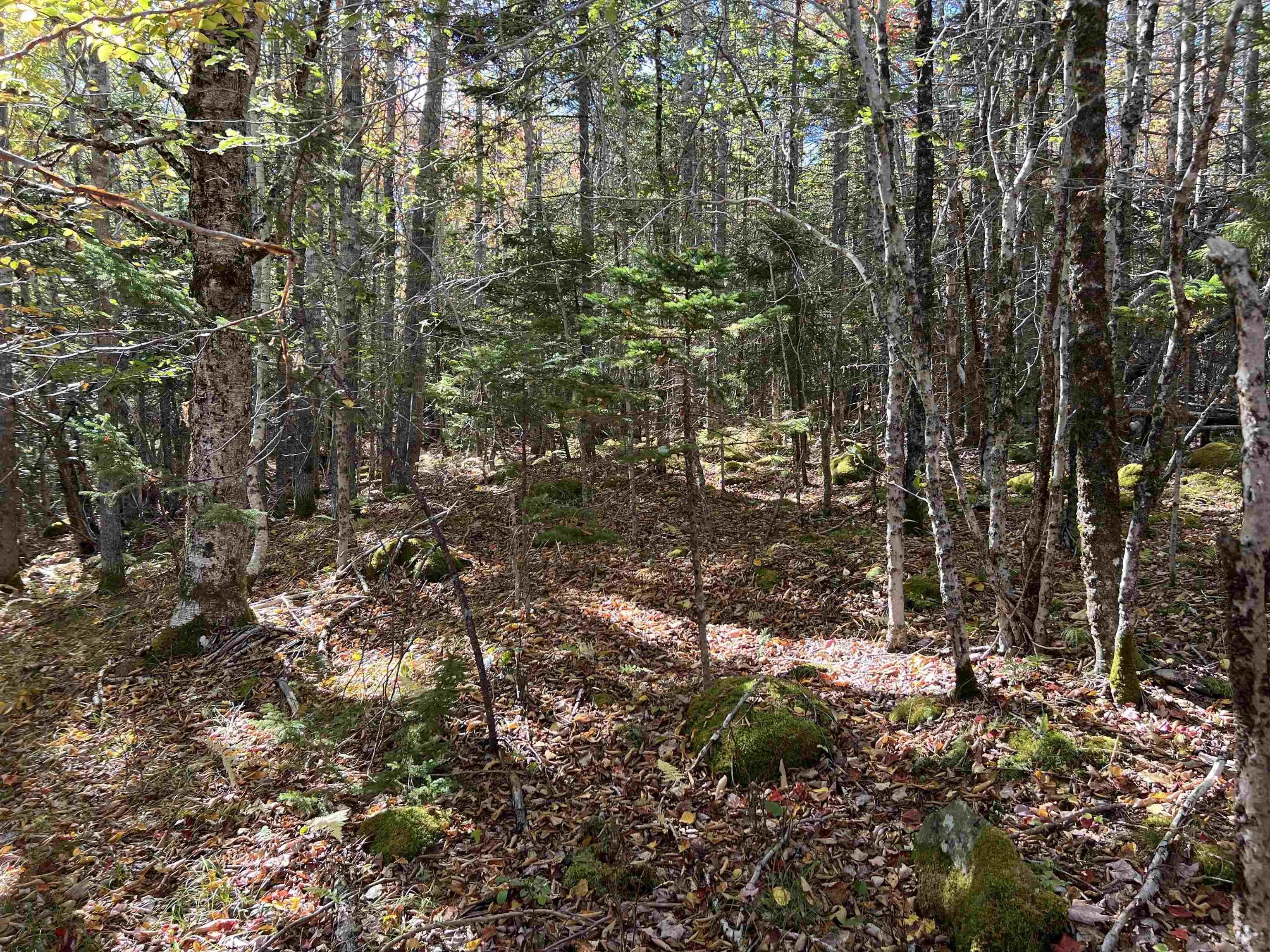 Lot Huey Lake Road, Mount Pleasant, NS B0R 1A0, ,Land,For Sale,Huey Lake Road,202525617