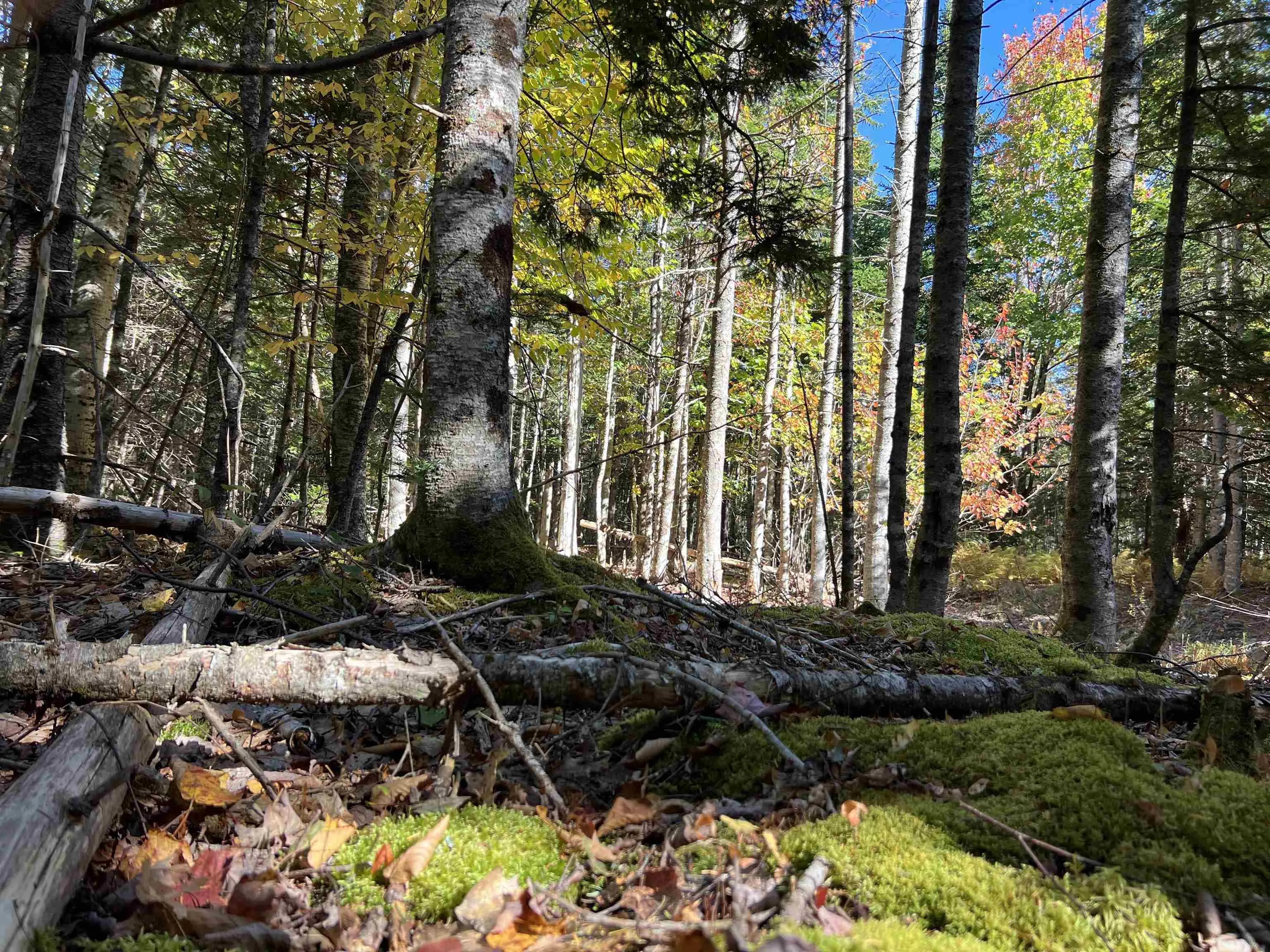 Lot Huey Lake Road, Mount Pleasant, NS B0R 1A0, ,Land,For Sale,Huey Lake Road,202525617