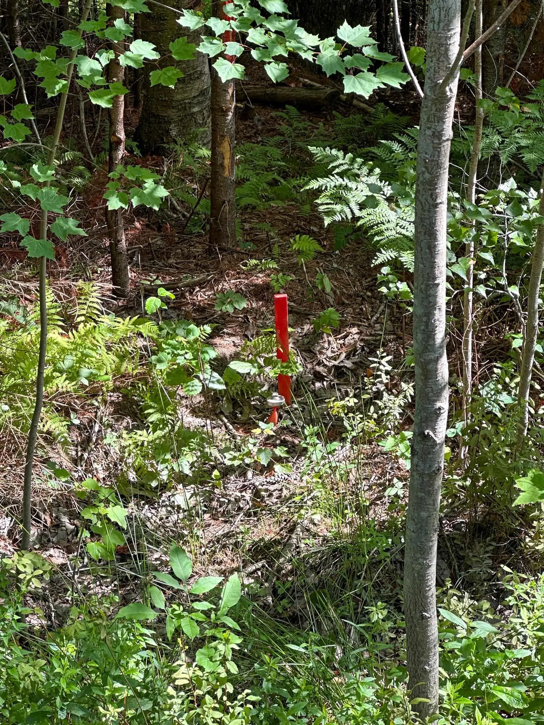 Crouses Settlement Road Lot 101, Crouses Settlement, NS B0J 2C0, ,Land,For Sale,Crouses Settlement,202519474