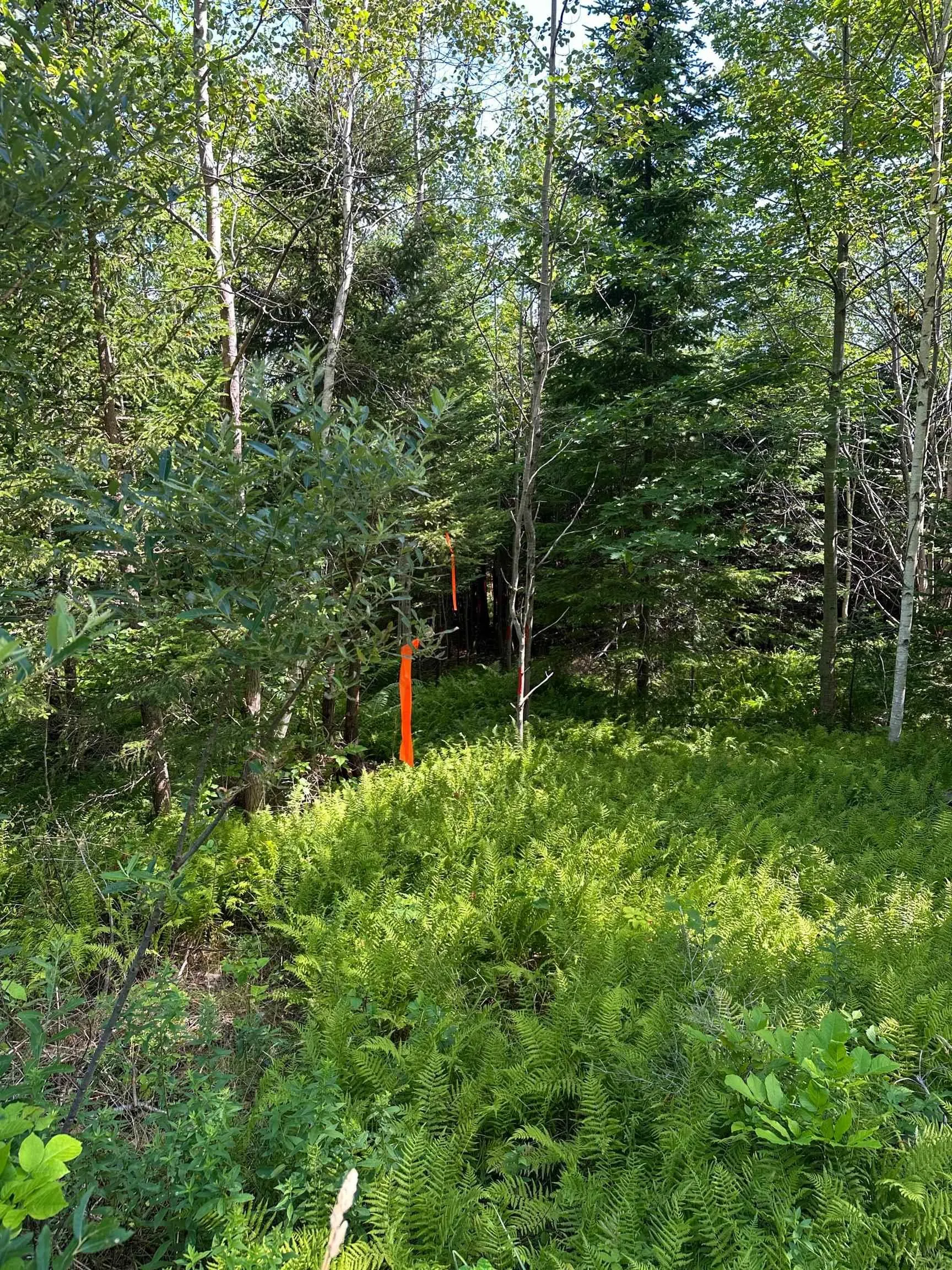 Crouses Settlement Road Lot 101, Crouses Settlement, NS B0J 2C0, ,Land,For Sale,Crouses Settlement,202519474