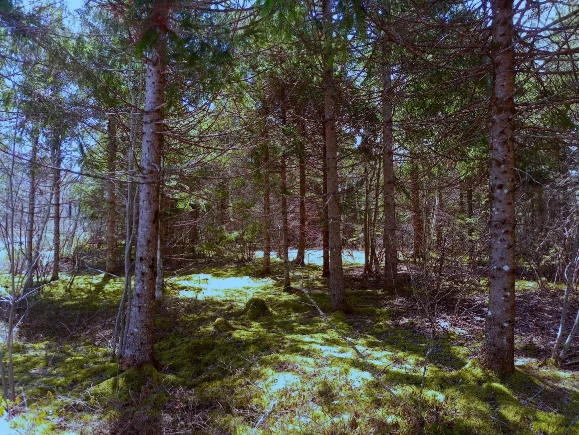 Jonny Cash Lane, Juniper Mountain Ns B1k 0c2, ,Land,For Sale,Johnny Cash Lane,202510142