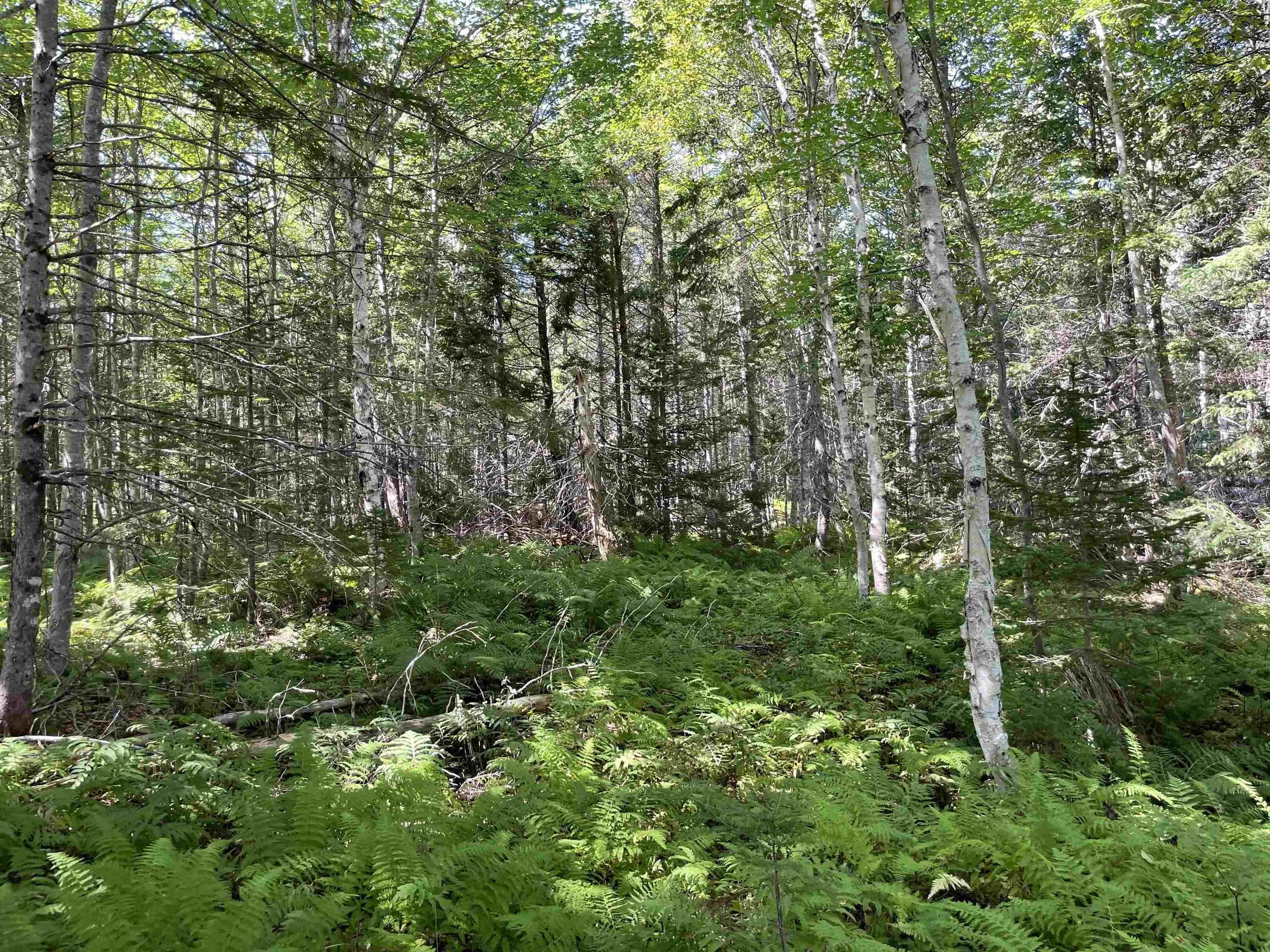 0 Marble Mountain Road Lot 1f, Big Harbour Ns B0e 1b0, ,Land,For Sale,Marble Mountain,202420536