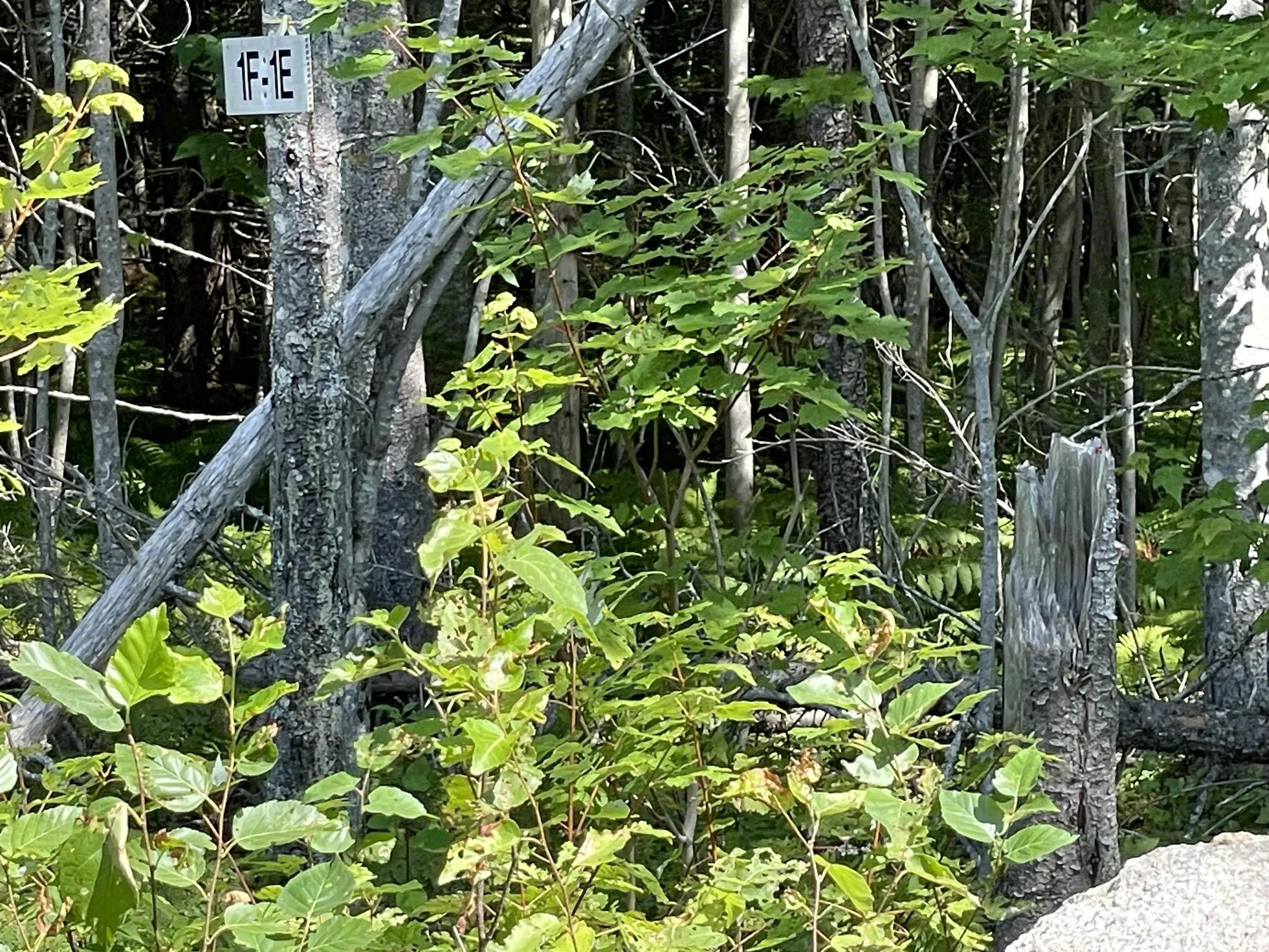 0 Marble Mountain Road Lot 1f, Big Harbour Ns B0e 1b0, ,Land,For Sale,Marble Mountain,202420536