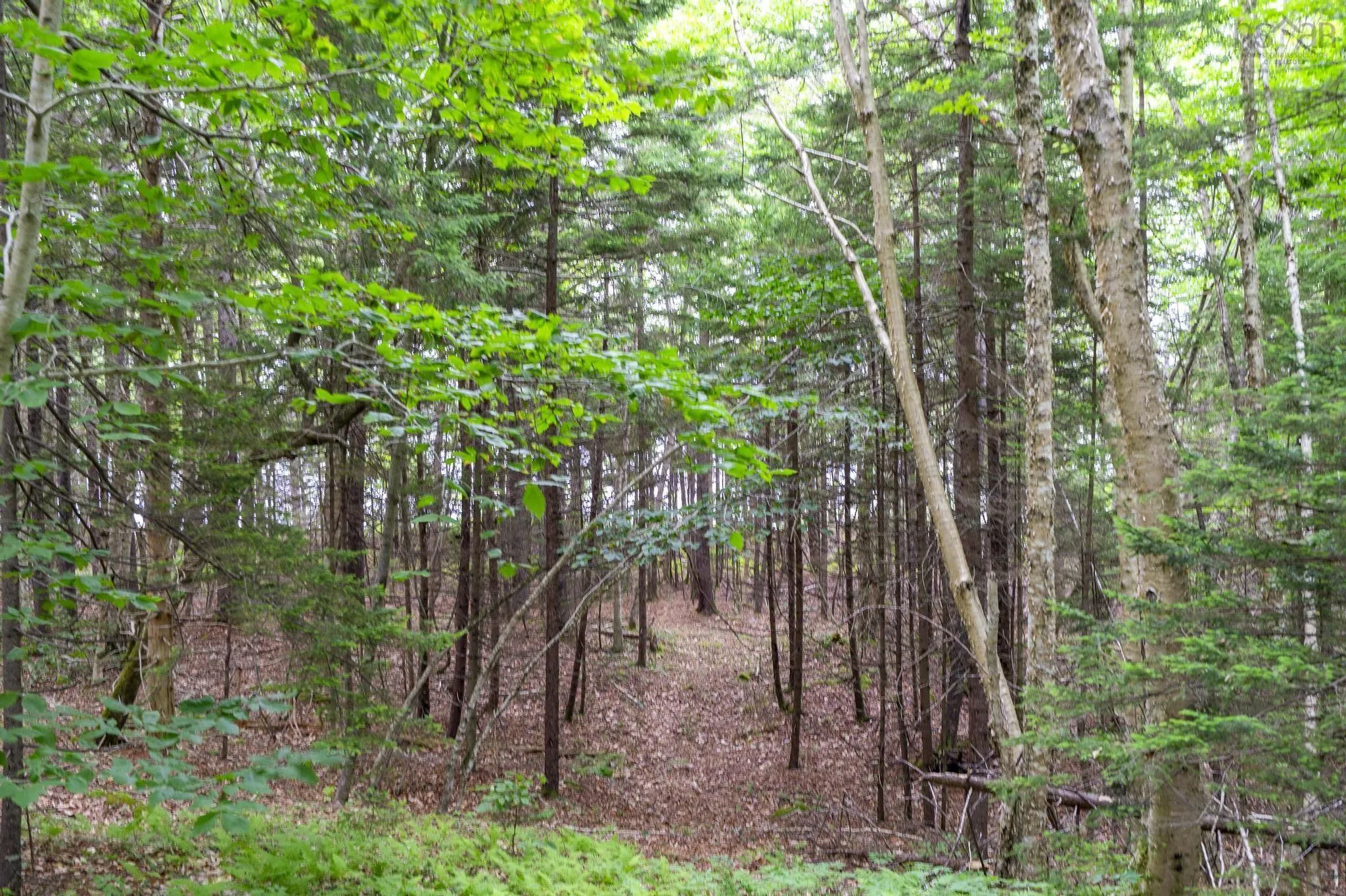 Highway 1 Lot 1, Grosses Coques, NS B0W 1M0, ,Land,For Sale,Highway 1,202517554