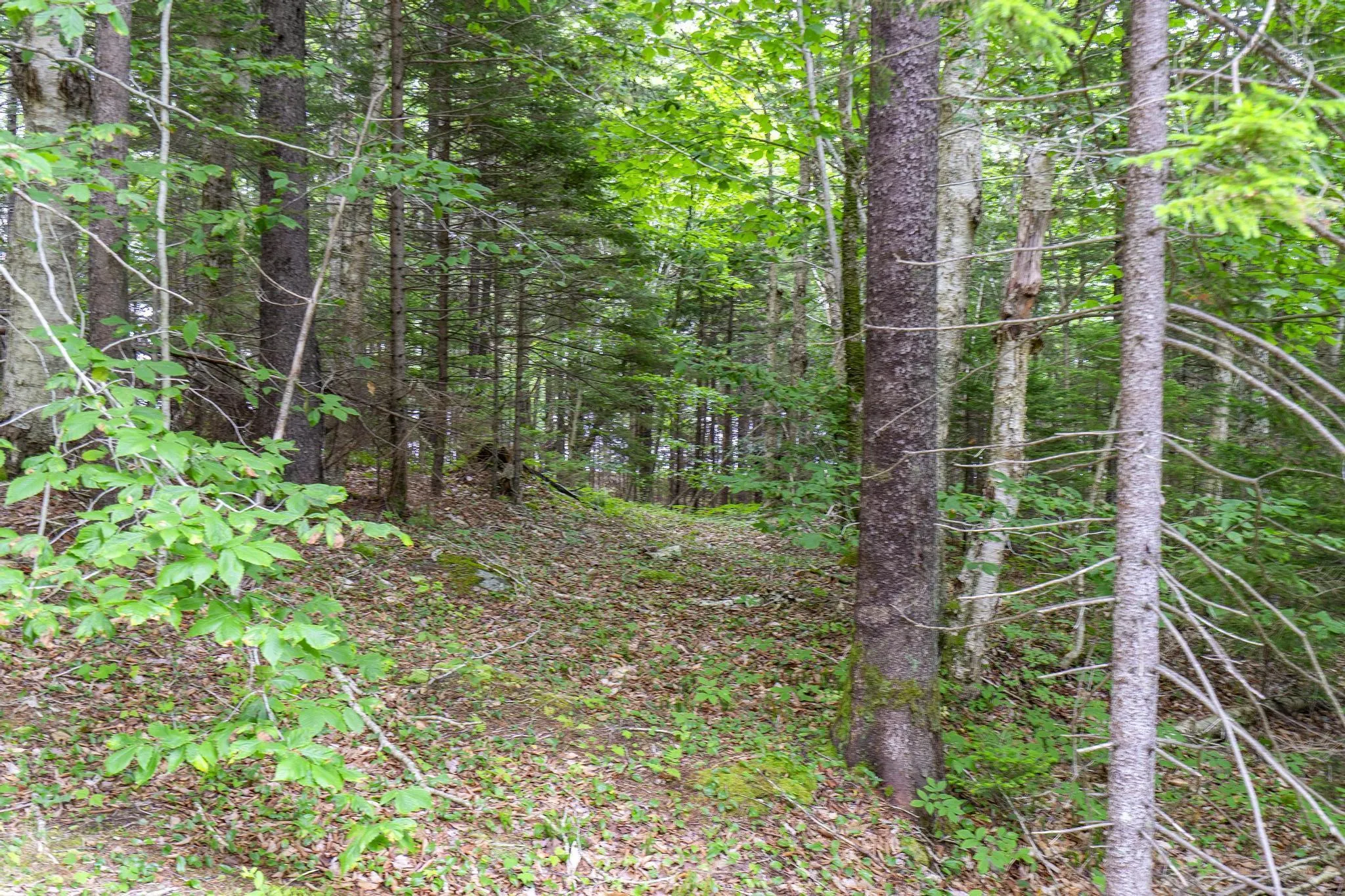Highway 1 Lot 1, Grosses Coques, NS B0W 1M0, ,Land,For Sale,Highway 1,202517554
