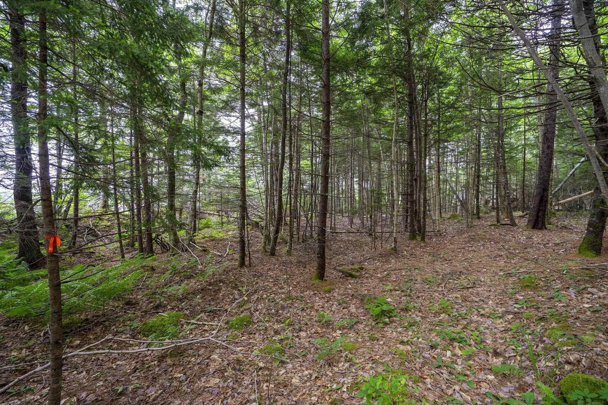 Highway 1 Lot 1, Grosses Coques, NS B0W 1M0, ,Land,For Sale,Highway 1,202517554