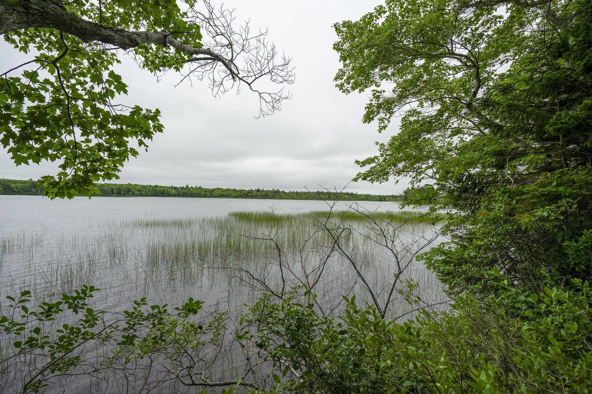 Highway 1 Lot 1, Grosses Coques, NS B0W 1M0, ,Land,For Sale,Highway 1,202517554