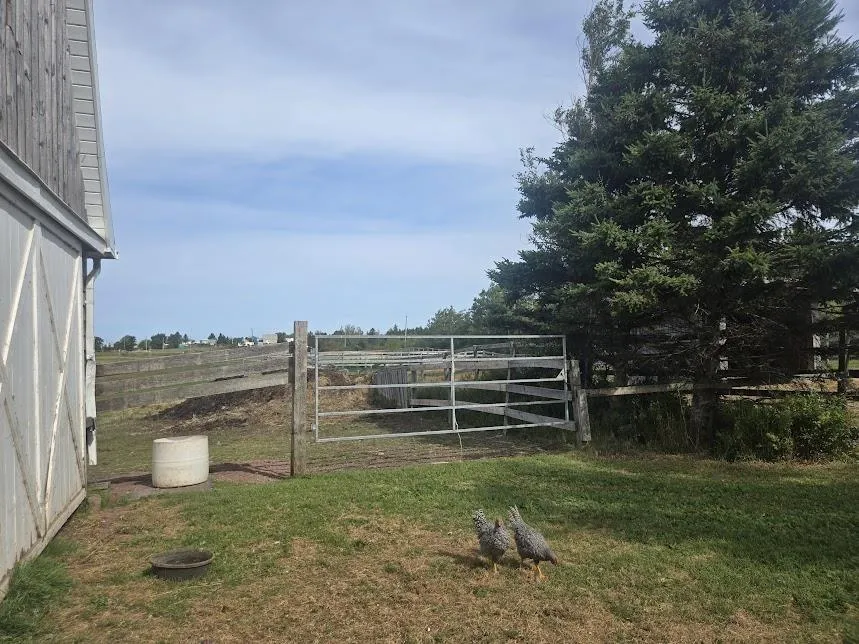 803 6 Highway, Marshville Ns B0k 1n0, 3 Bedrooms Bedrooms, ,2 BathroomsBathrooms,Farm,For Sale,6,202422438
