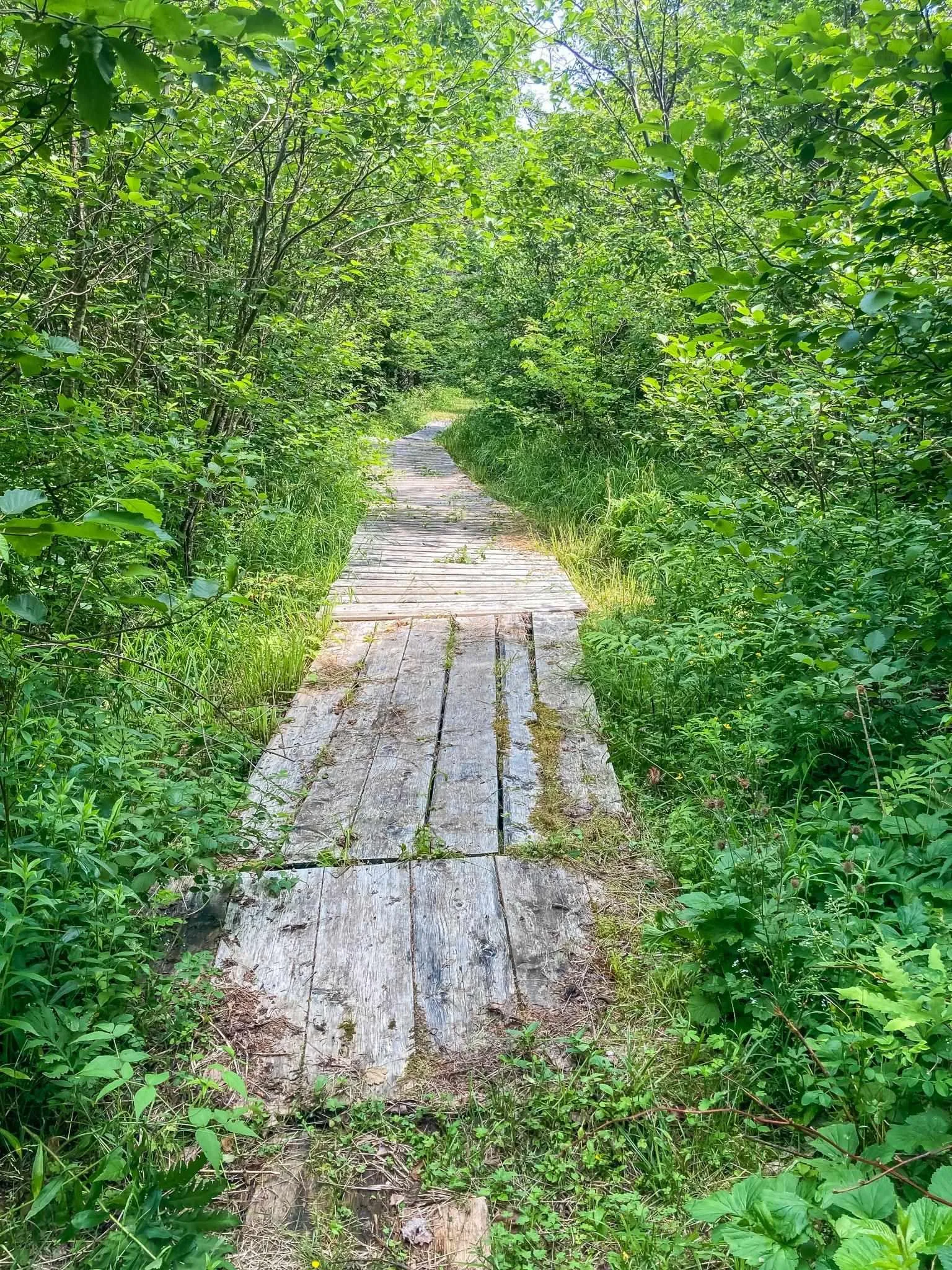 Baxters Harbour Road, Baxters Harbour, NS B0P 1H0, ,Land,For Sale,Baxters Harbour,202517356