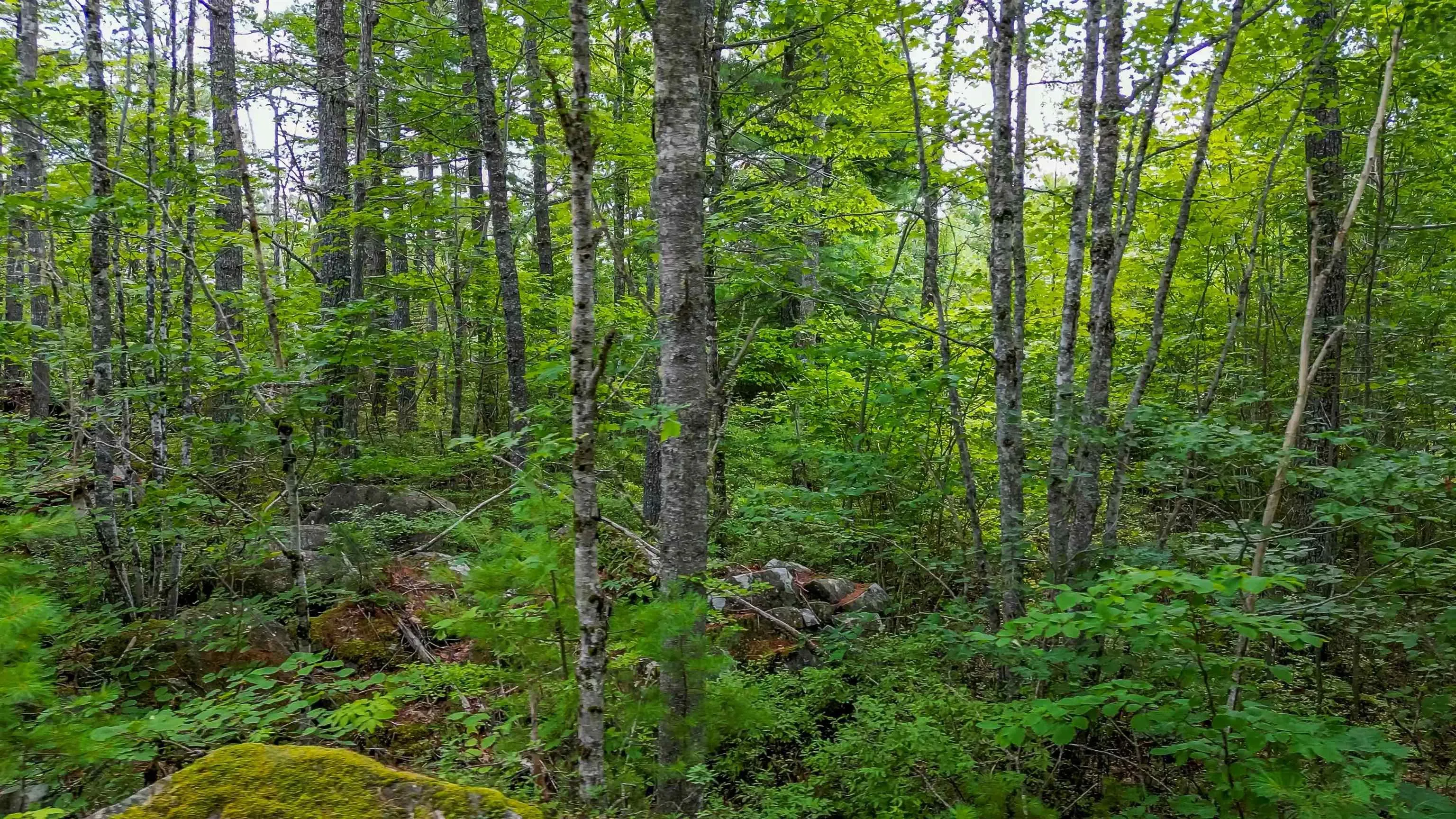 Pine Island Drive, Labelle, NS B0T 1E0, ,Land,For Sale,Pine Island,202520020