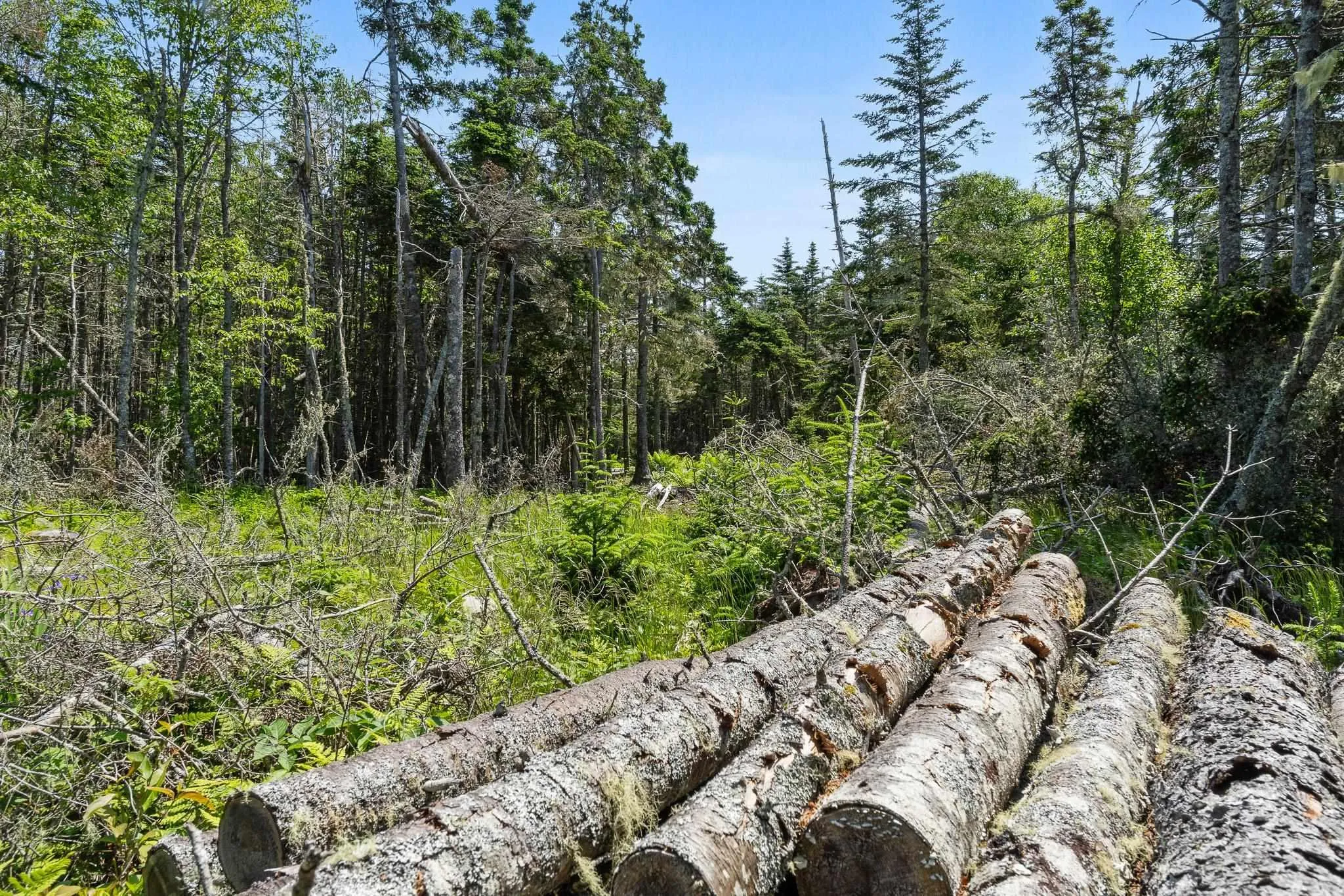 Lot Highway 207, Seaforth, NS B0J 2L0, ,Land,For Sale,Highway 207,202521001
