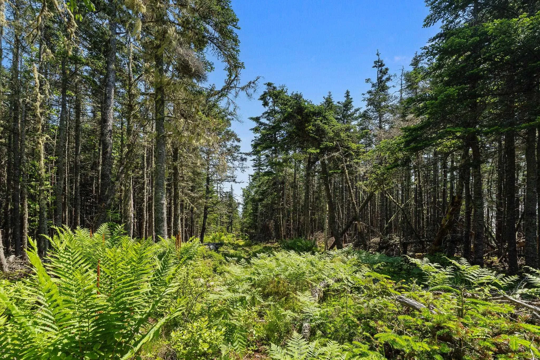 Lot Highway 207, Seaforth, NS B0J 2L0, ,Land,For Sale,Highway 207,202521001