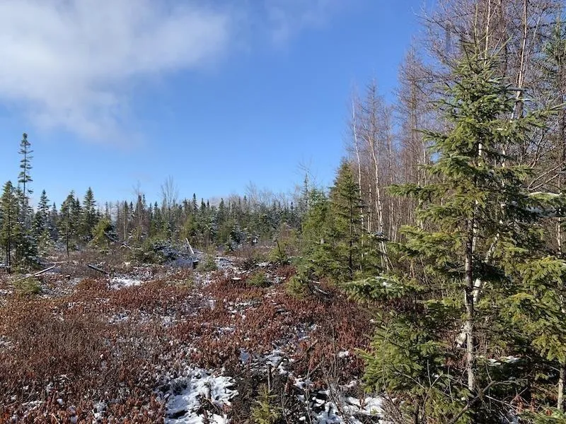 Palmer Road Lot 5, Wentworth Valley Ns B0m 1z0, ,Land,For Sale,Palmer,202507662