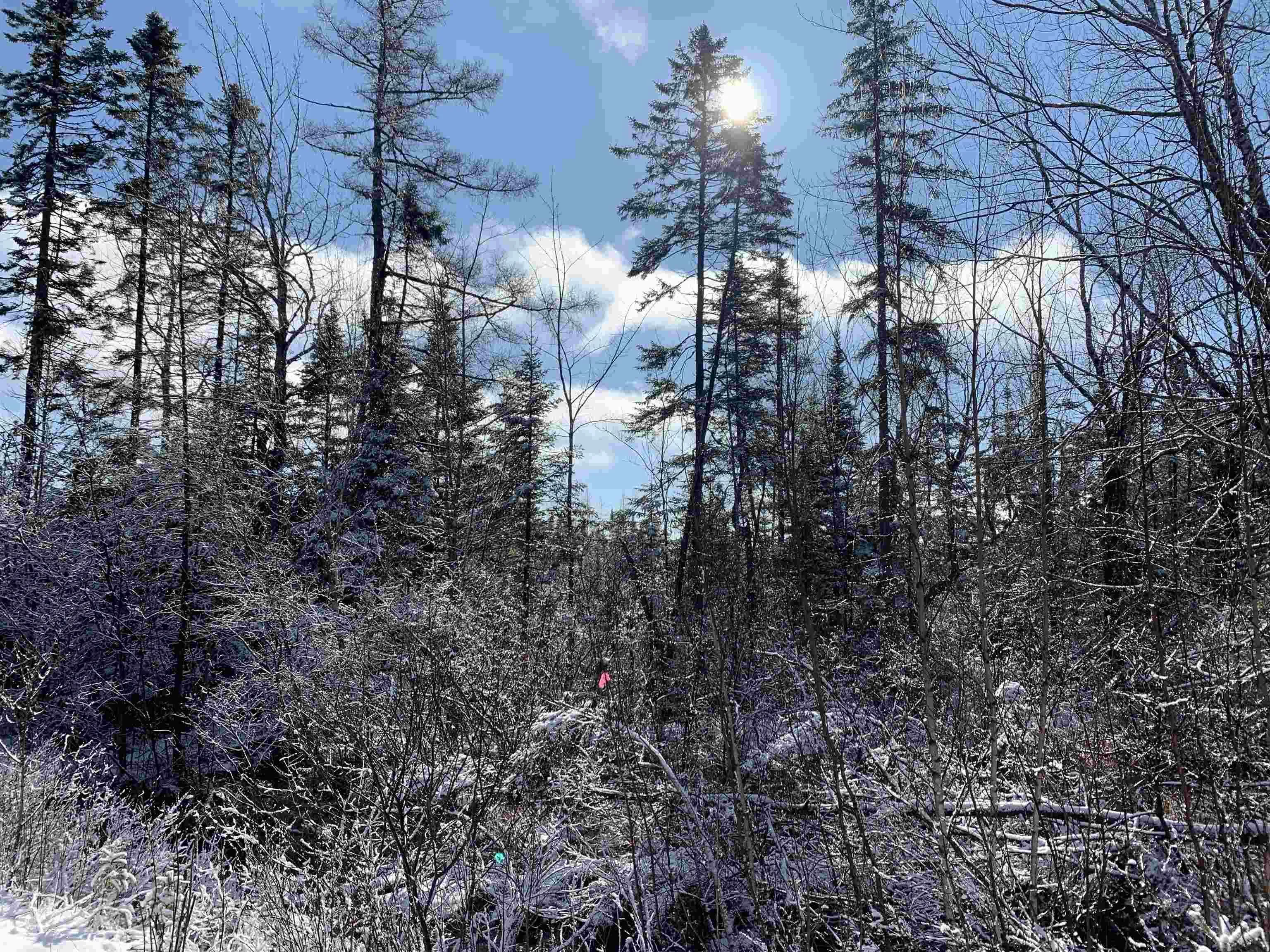 Palmer Road Lot 5, Wentworth Valley Ns B0m 1z0, ,Land,For Sale,Palmer,202507662
