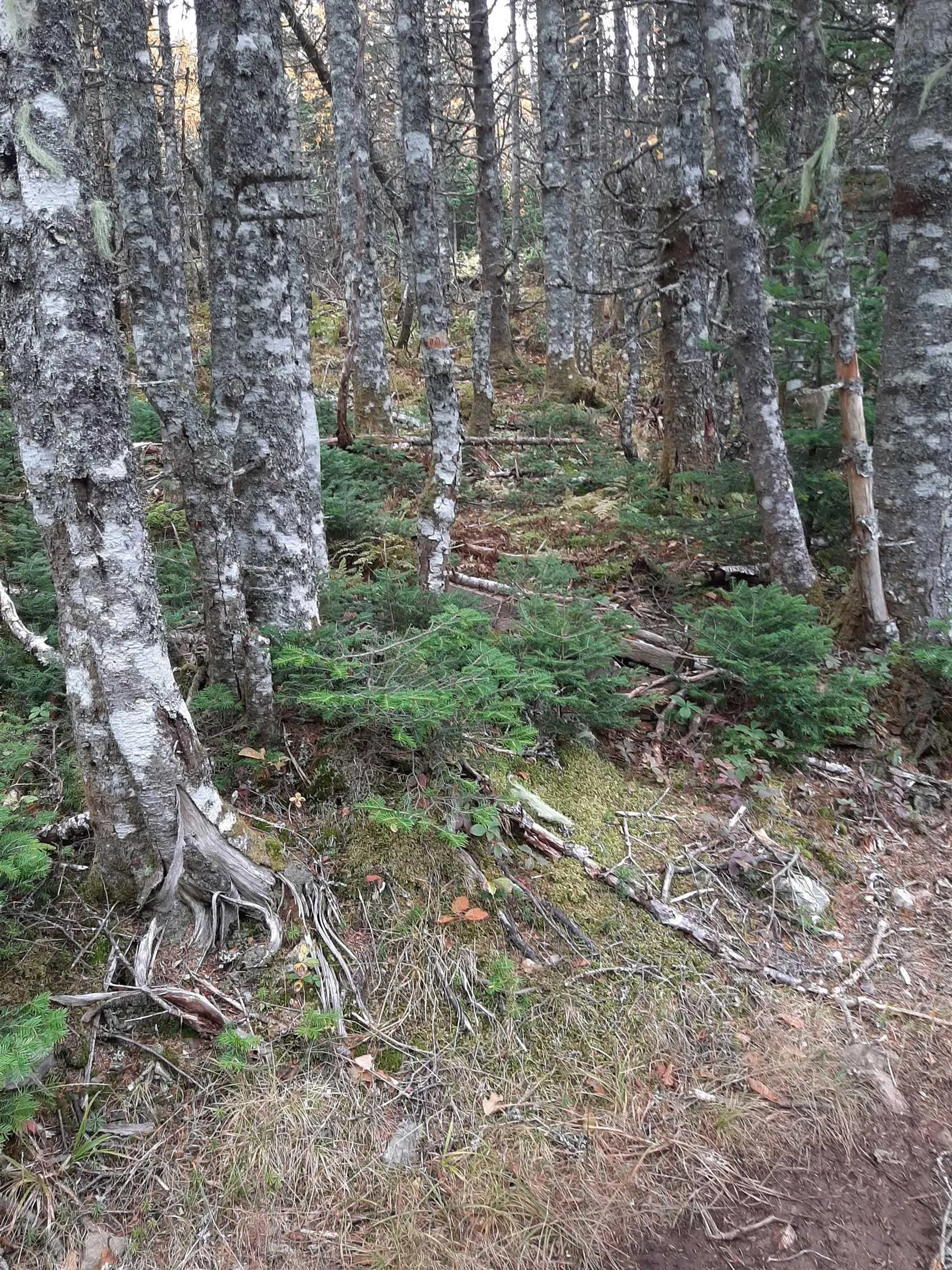 Tower Road, Plateau Ns B0e 1h0, ,Land,For Sale,Tower,202428569