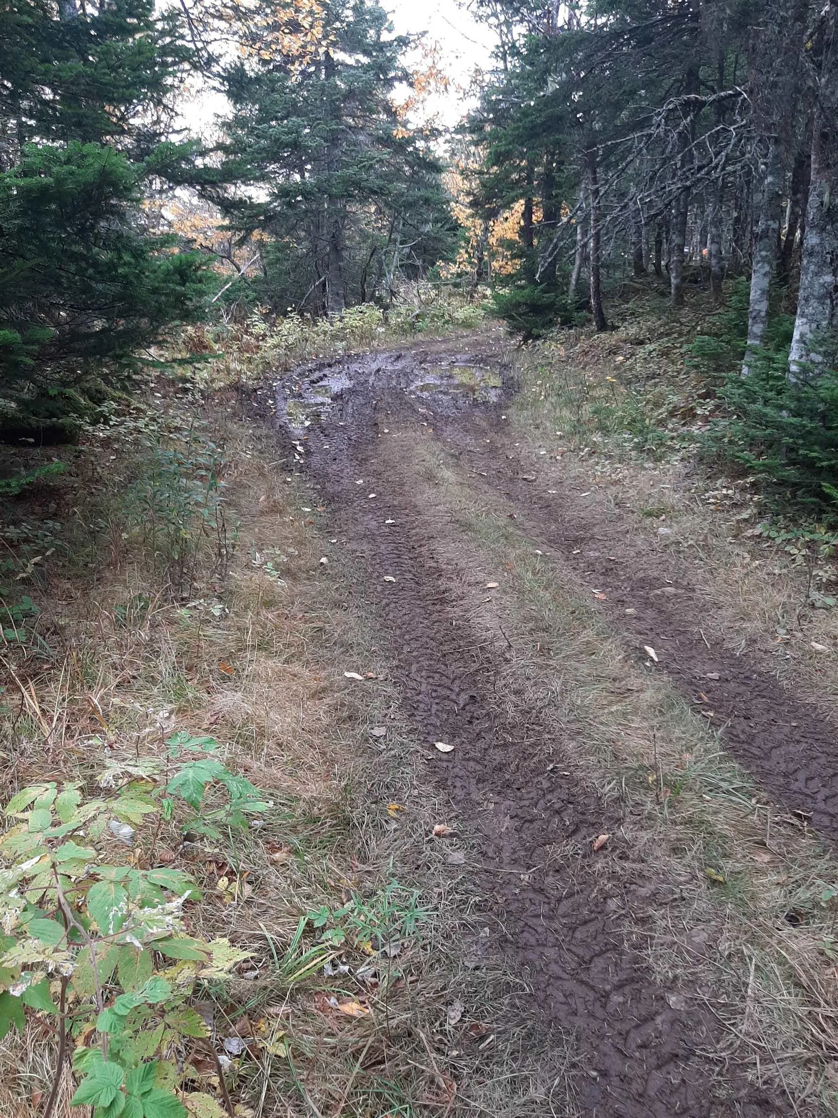 Tower Road, Plateau Ns B0e 1h0, ,Land,For Sale,Tower,202428569