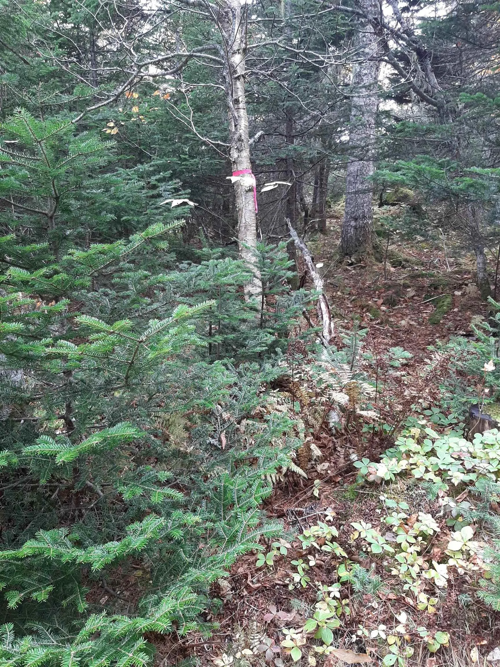 Tower Road, Plateau Ns B0e 1h0, ,Land,For Sale,Tower,202428569