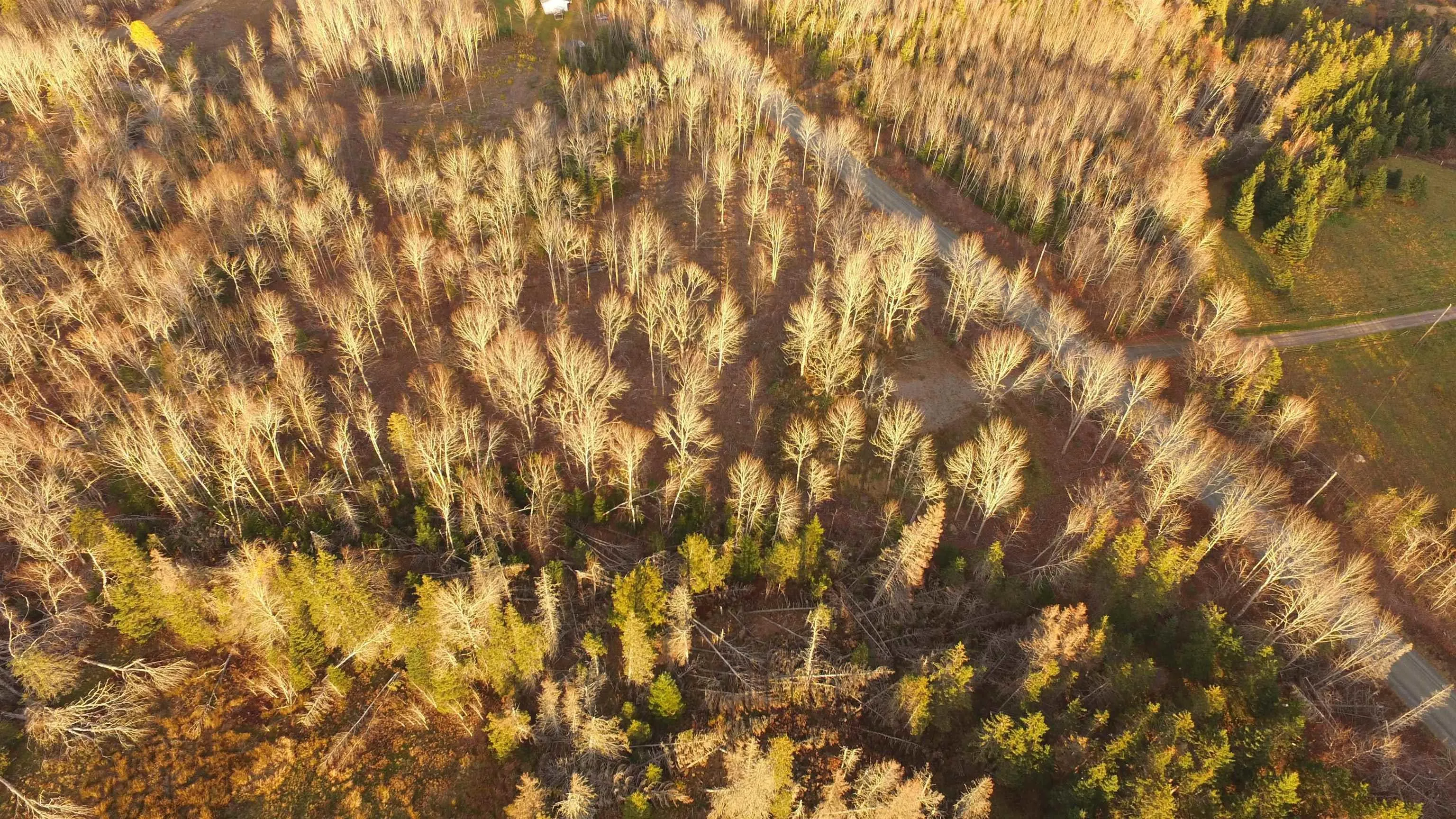 Brookland Road, Brookland, NS B0K 1P0, ,Land,For Sale,Brookland,202516471