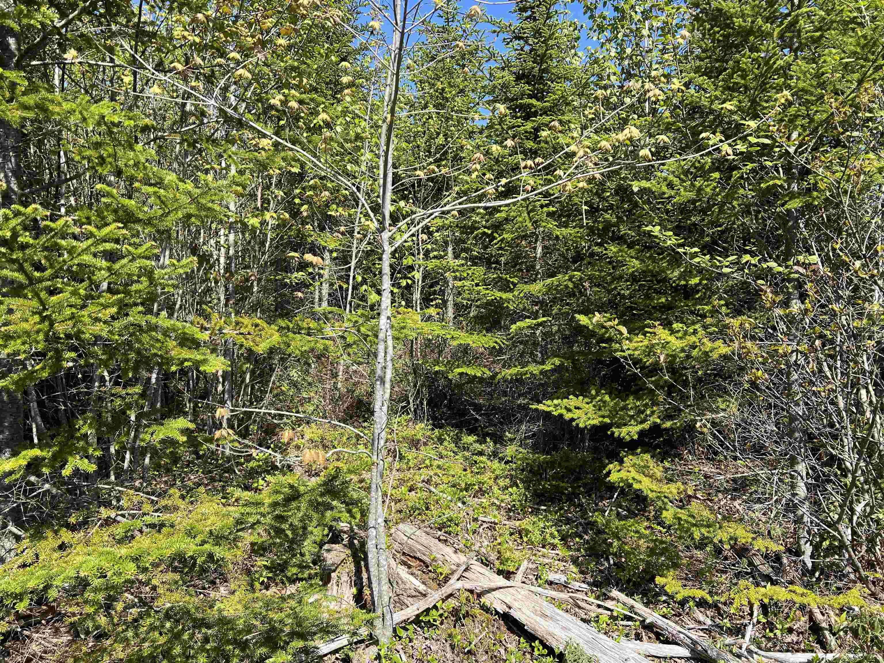 Highway 329 Lot 2a, Deep Cove, NS B0J 1T0, ,Land,For Sale,Highway 329,202514361