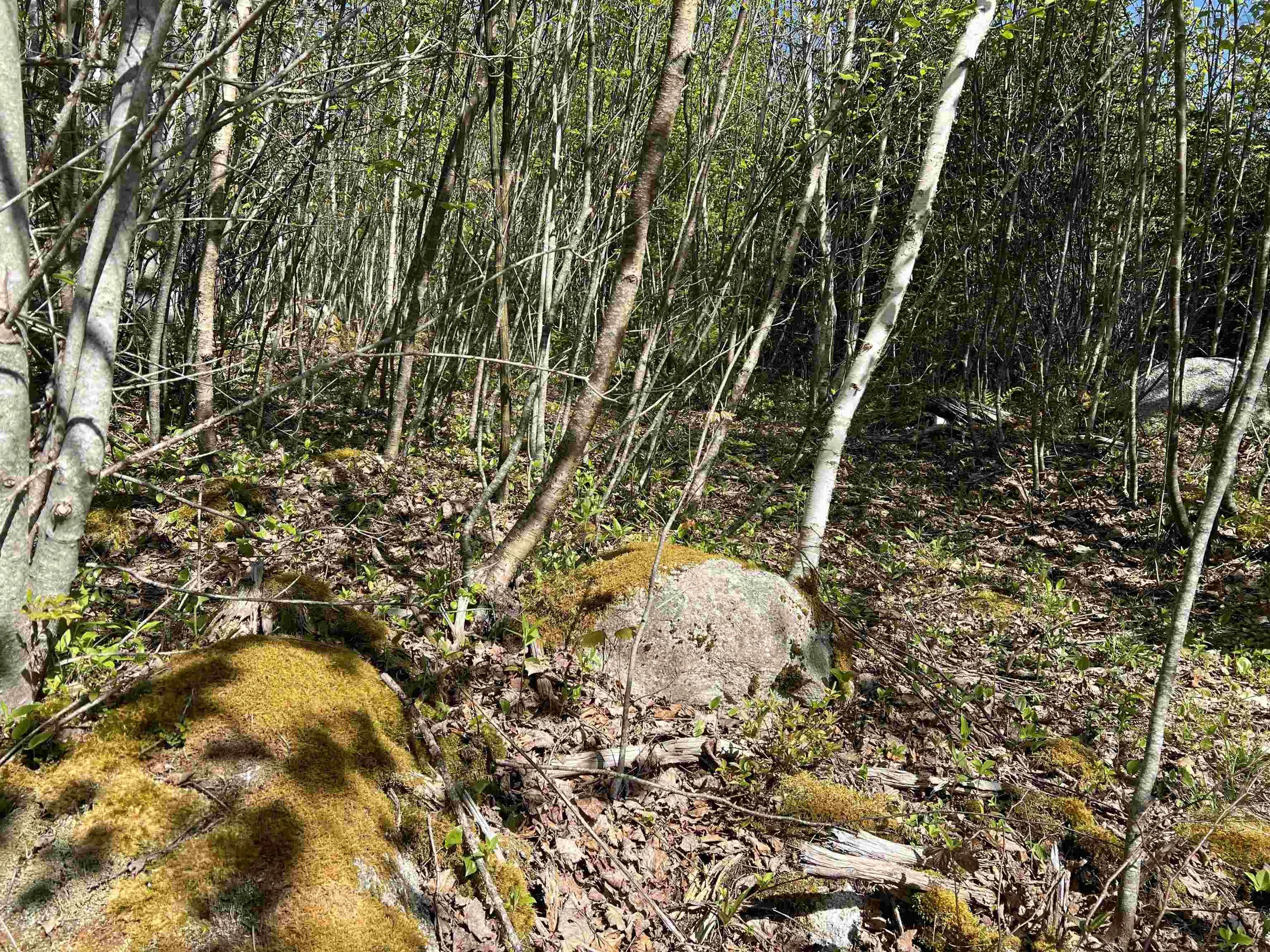 Highway 329 Lot 2a, Deep Cove, NS B0J 1T0, ,Land,For Sale,Highway 329,202514361