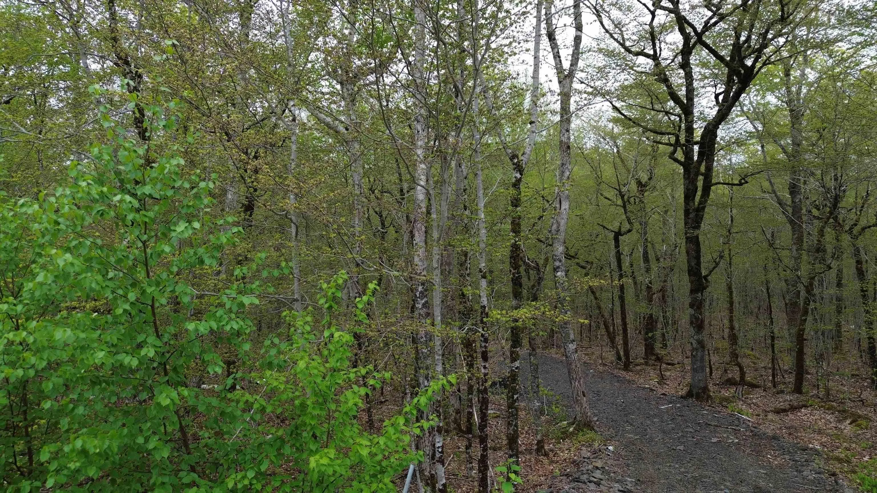 Lot 46 Turner Point Road, Walden, NS B0J 2E0, ,Land,For Sale,Turner Point,202511451
