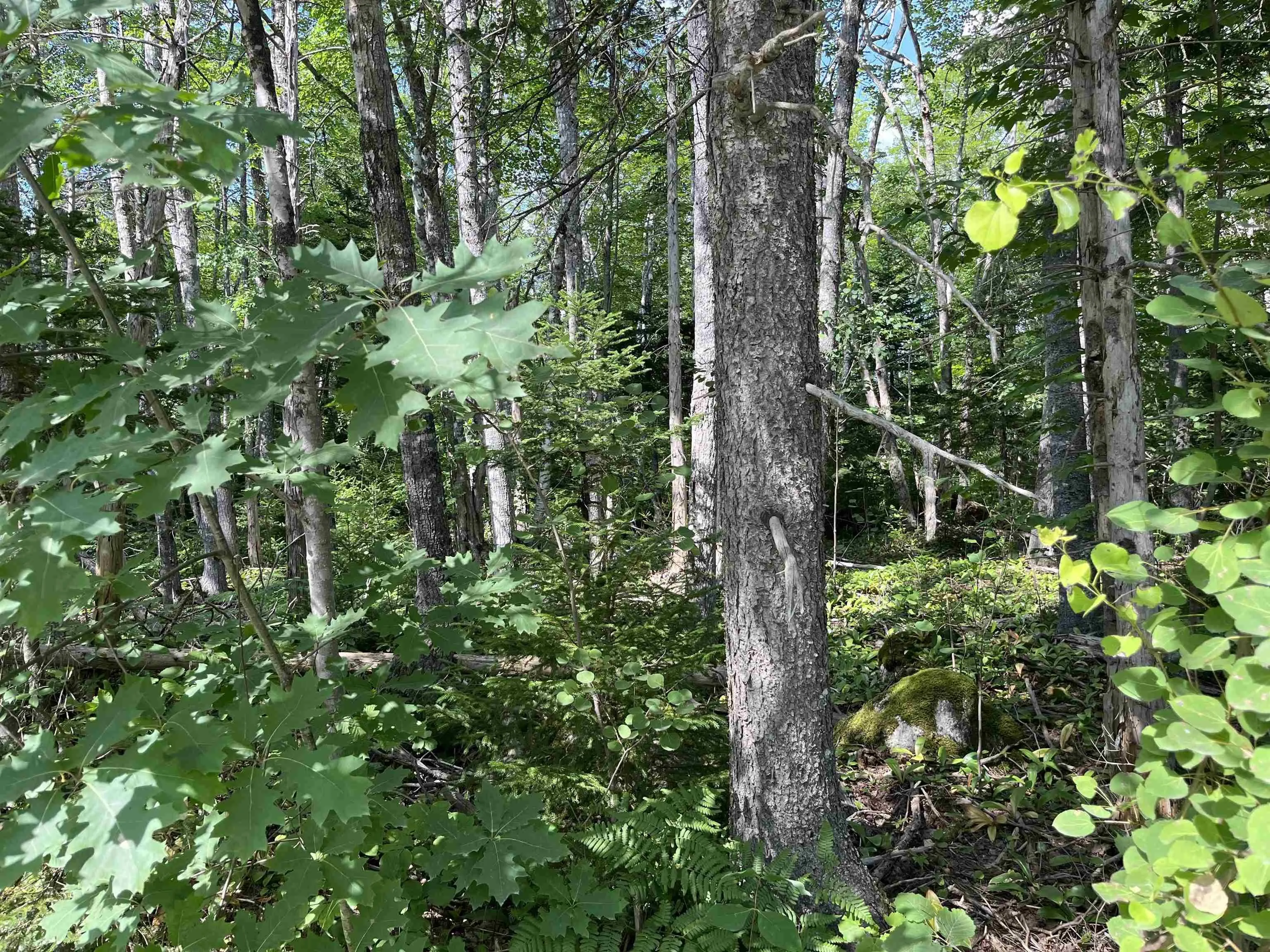 7-lots 1-7 Butler Road Road, Forest Home Ns B4n 3v8, ,Land,For Sale,Butler Road,202307831