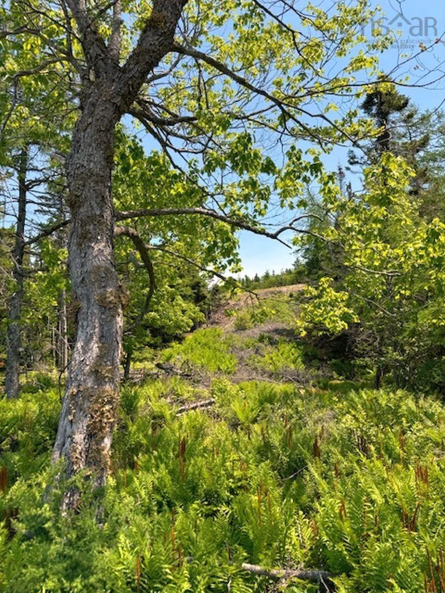 Grandique Road Lot 4, Arichat Ns B0e 1k0, ,Land,For Sale,Grandique,202409283