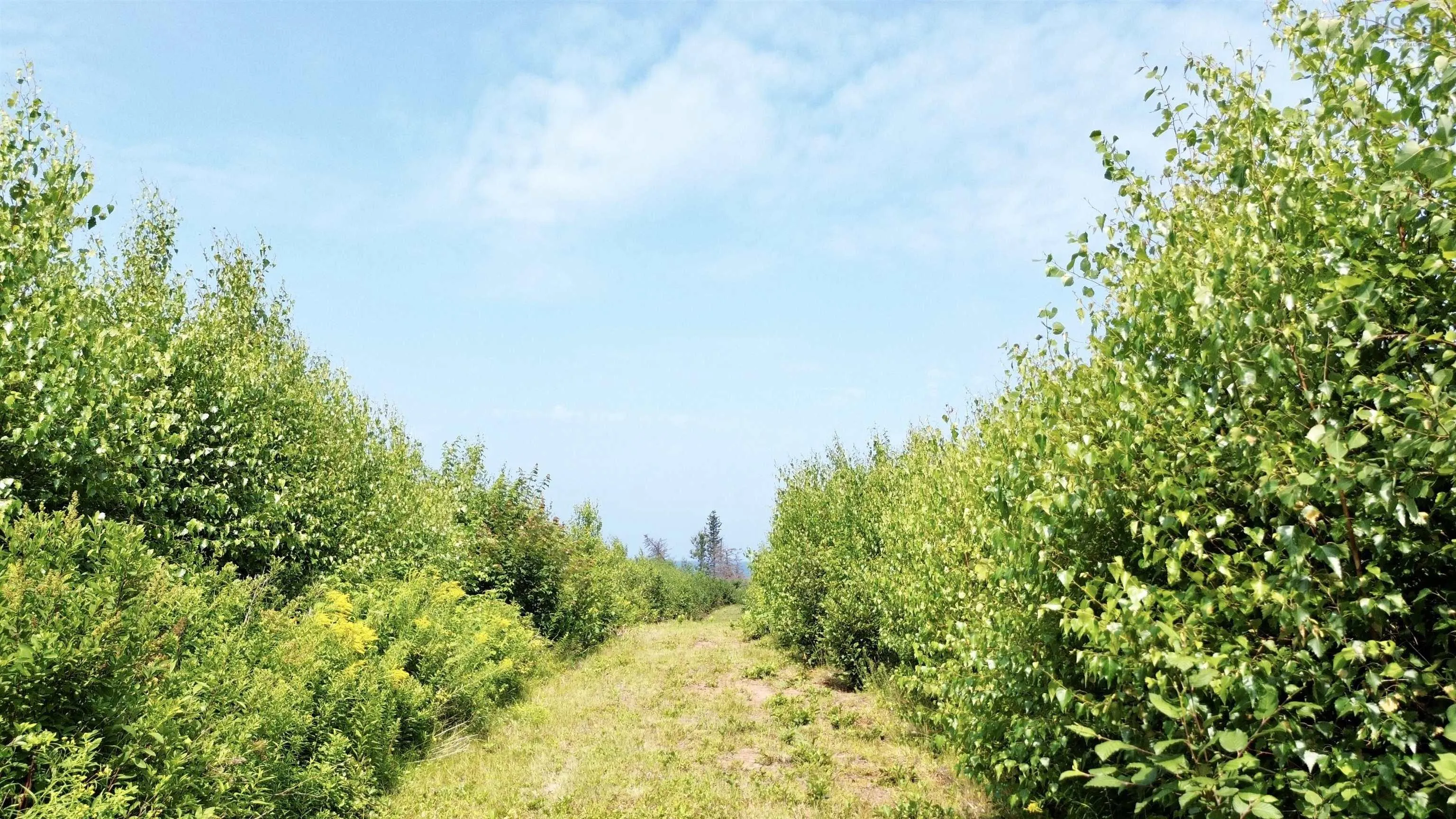 Lot 12 Red Rock Way Road, Lismore, NS B0K 1G0, ,Land,For Sale,Red Rock Way,202519168