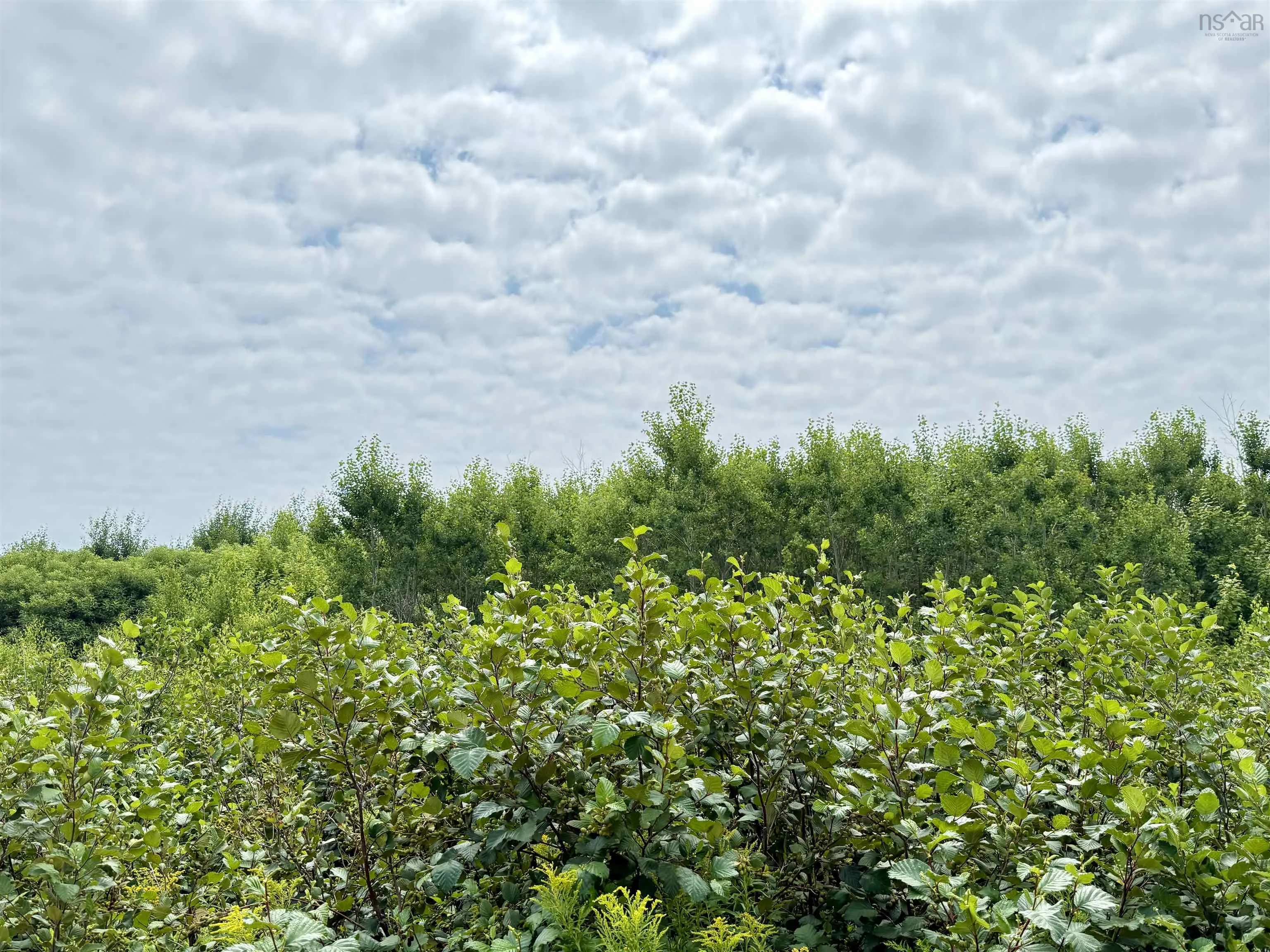 Lot 12 Red Rock Way Road, Lismore, NS B0K 1G0, ,Land,For Sale,Red Rock Way,202519168