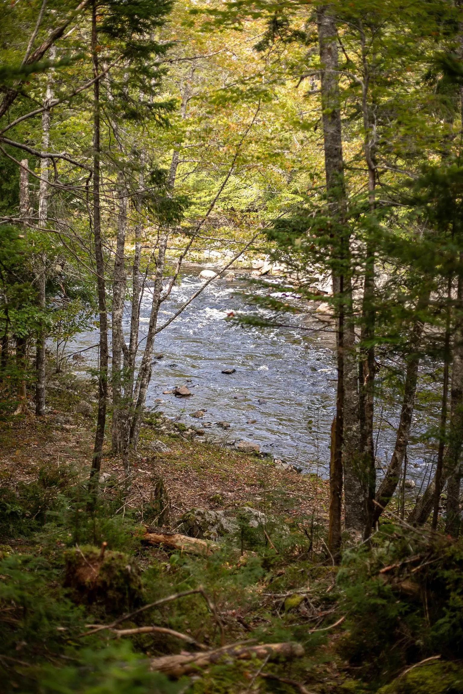Stamping Mill Lane Lot 3, Beech Hill Ns B0j 1k0, ,Land,For Sale,Stamping Mill,202321085